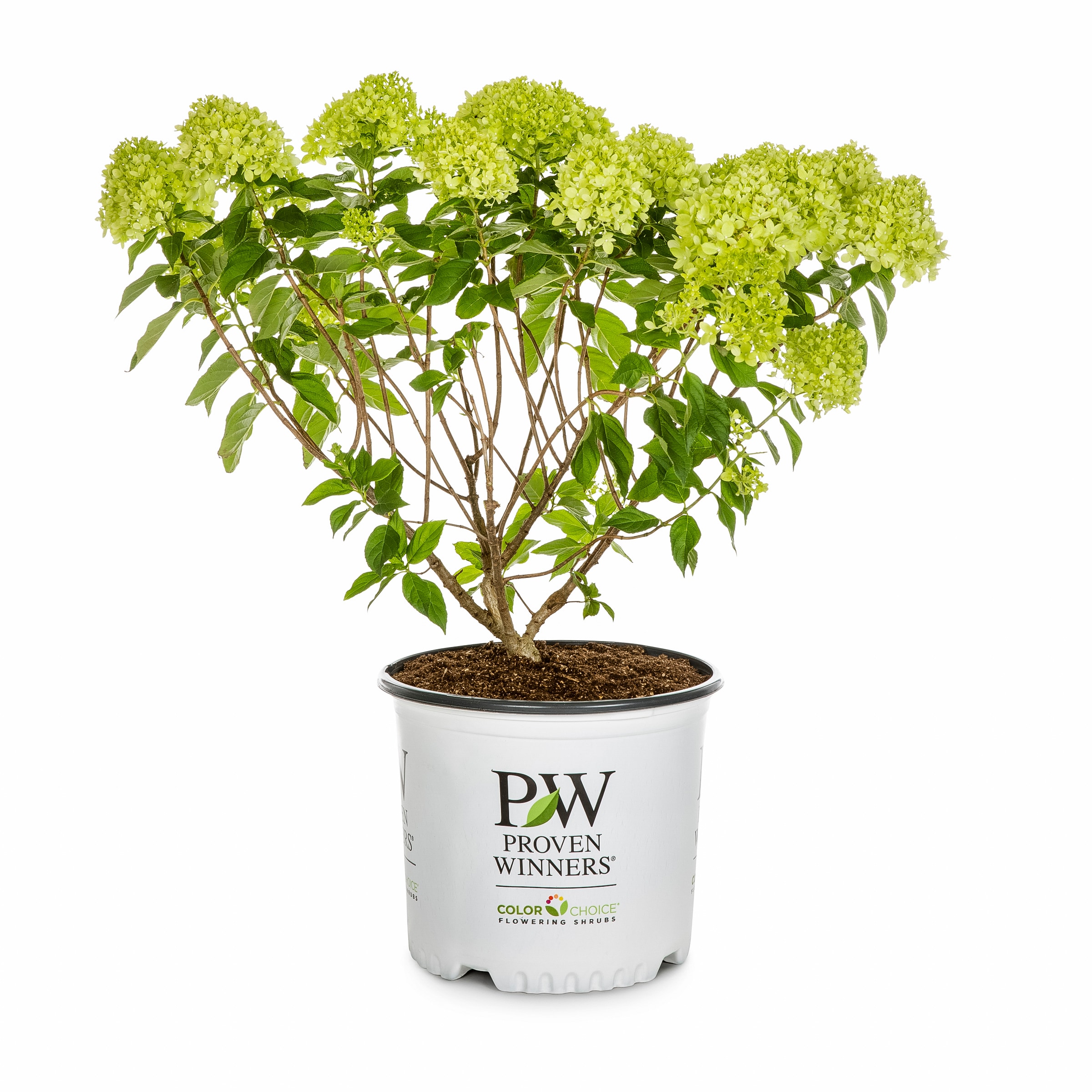 Lowe's NURSERY Little Lyme Hydrangea Flowering Shrub in 3 -Gallon