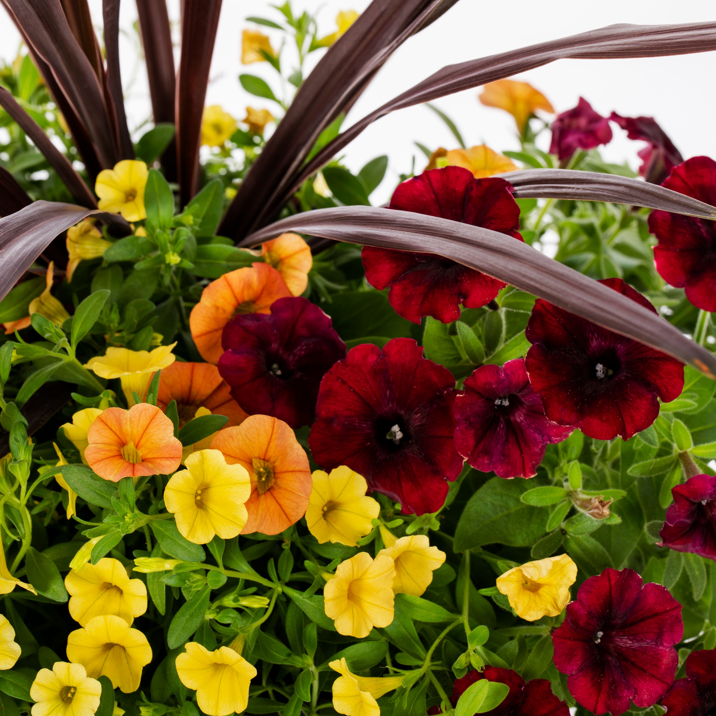 Ready Refill NURSERY annuals - View #2