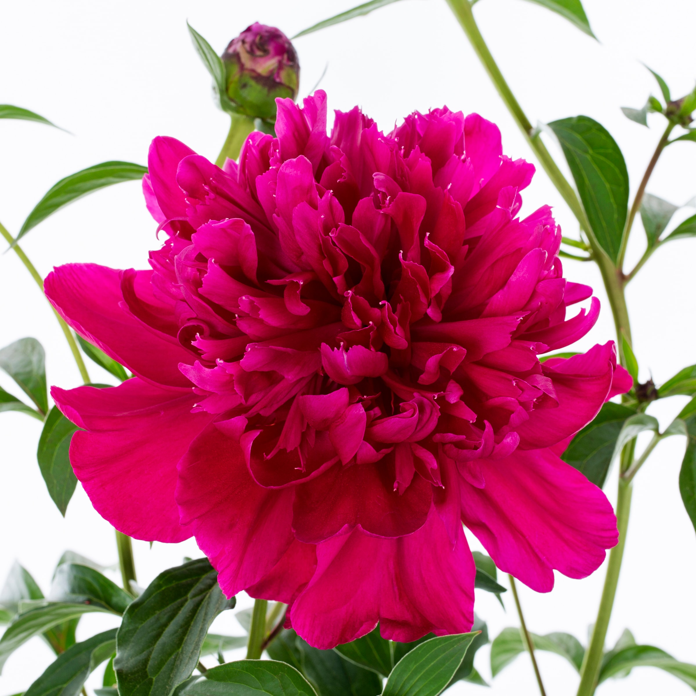 Metrolina Greenhouses Red Peony Plant in 1-Gallon Pot in the Perennials ...