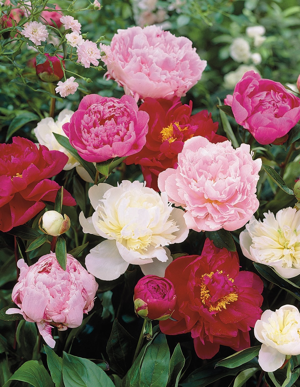 Peony Perennials at 