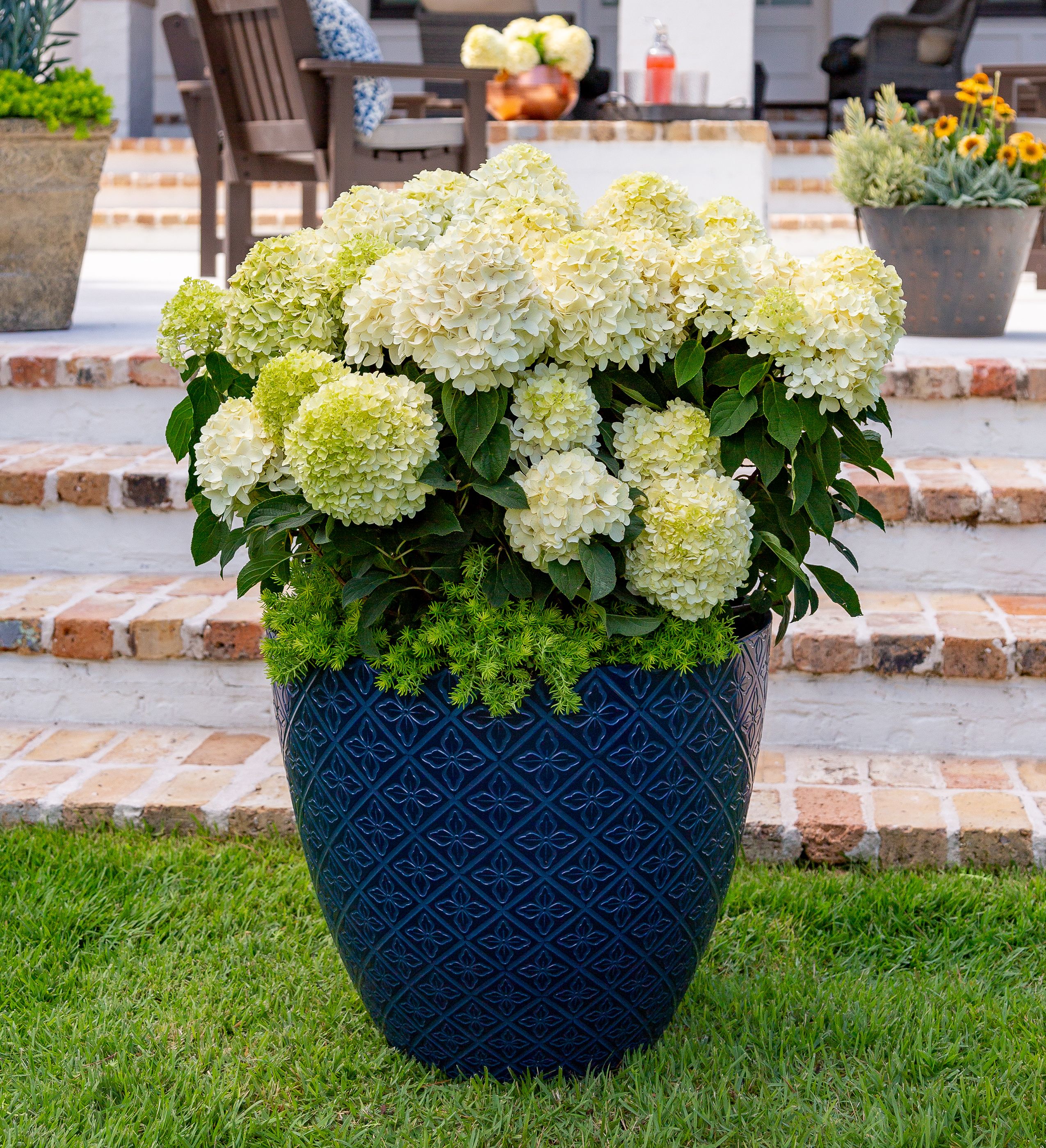 Southern Living Plant Collection 25242-1 shrubs - View #4