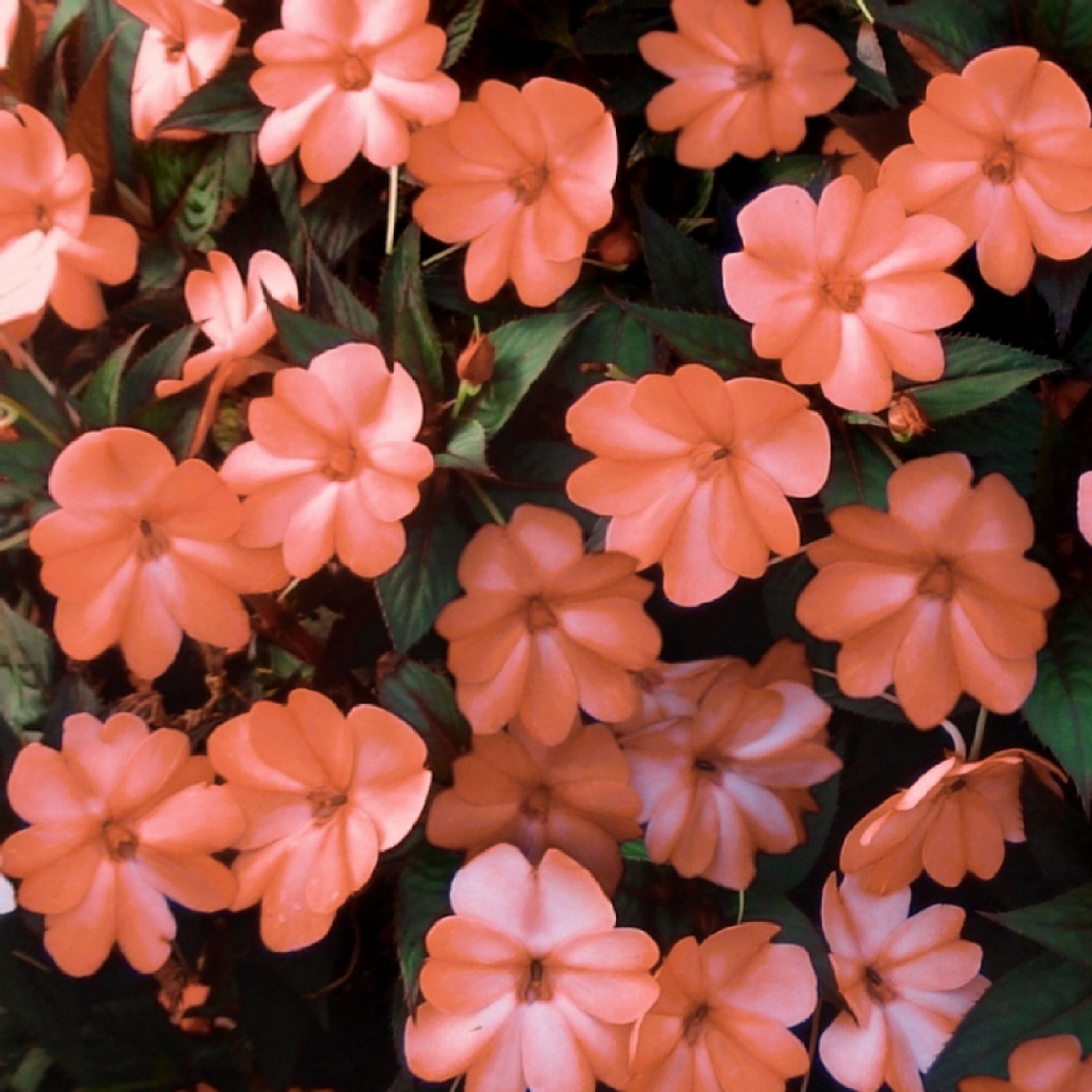 National Plant Network LW1253 annuals - View #4
