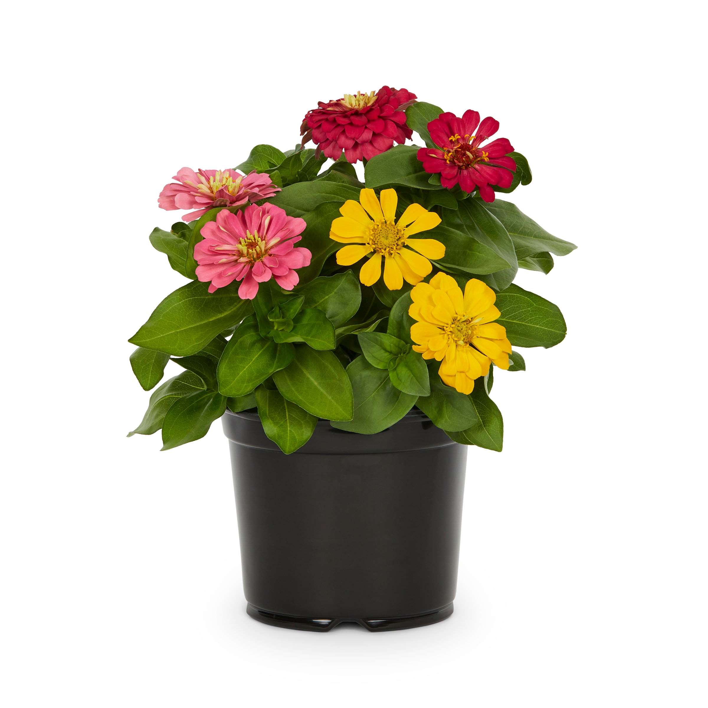 Lowe's NURSERY Multicolor Zinnia in 3 Quart(s) Pot 1 -Pack