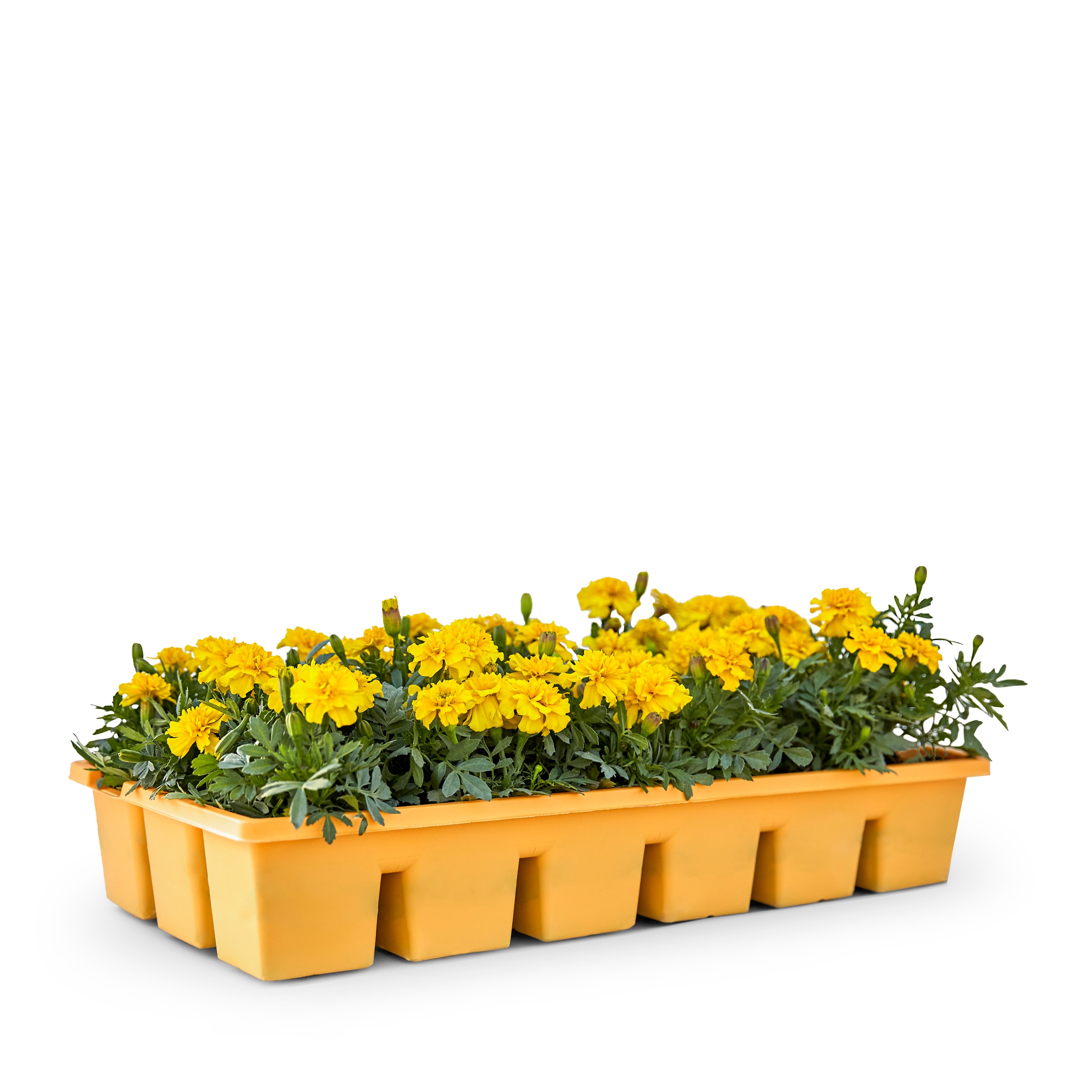 Lowe's Multicolor Marigold in 20 Pack Tray in the Annuals ...