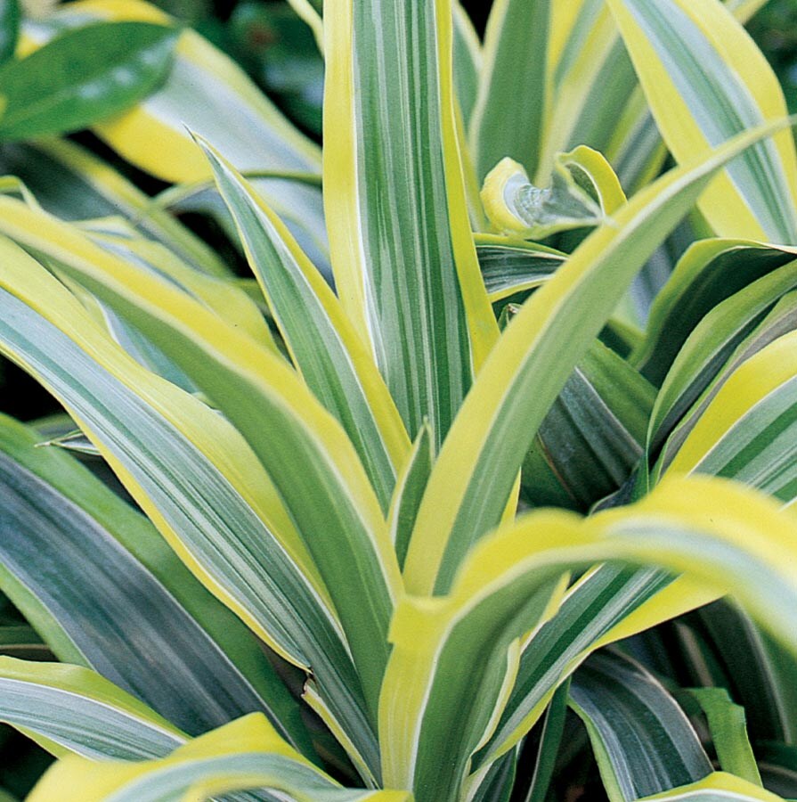 Lowe's NURSERY Lemon Lime Dracaena House plant in