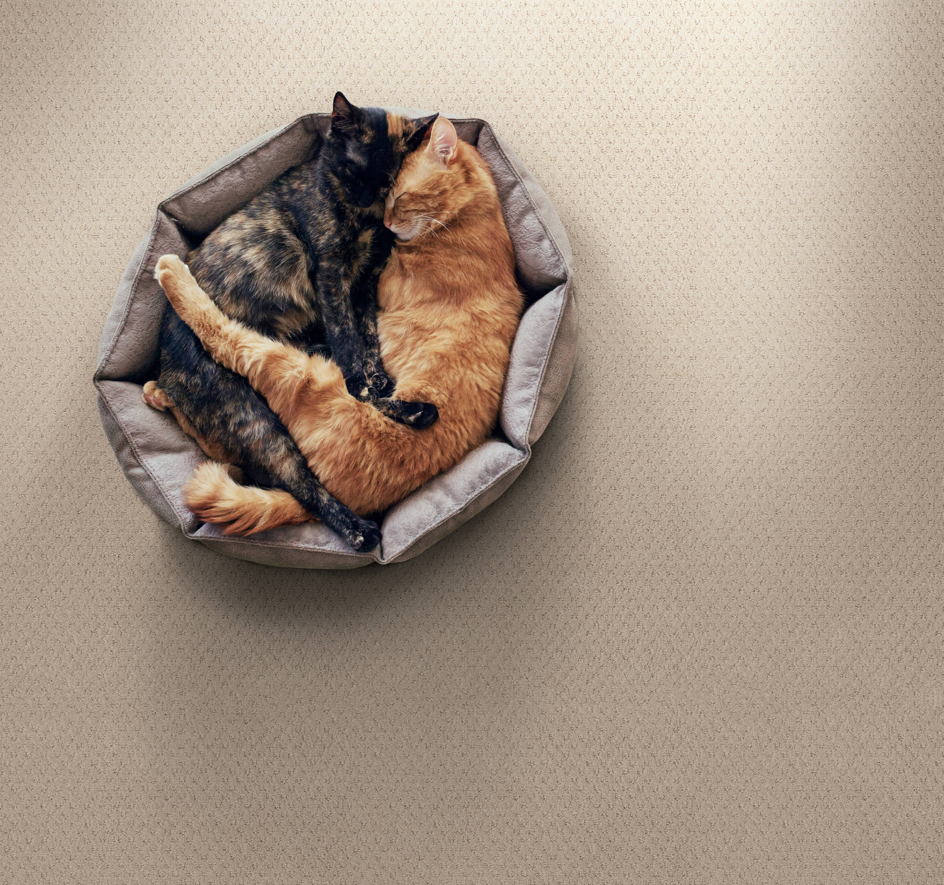 STAINMASTER PetProtect 7L899 - 152 - SAMP Carpet-Samples - View #3