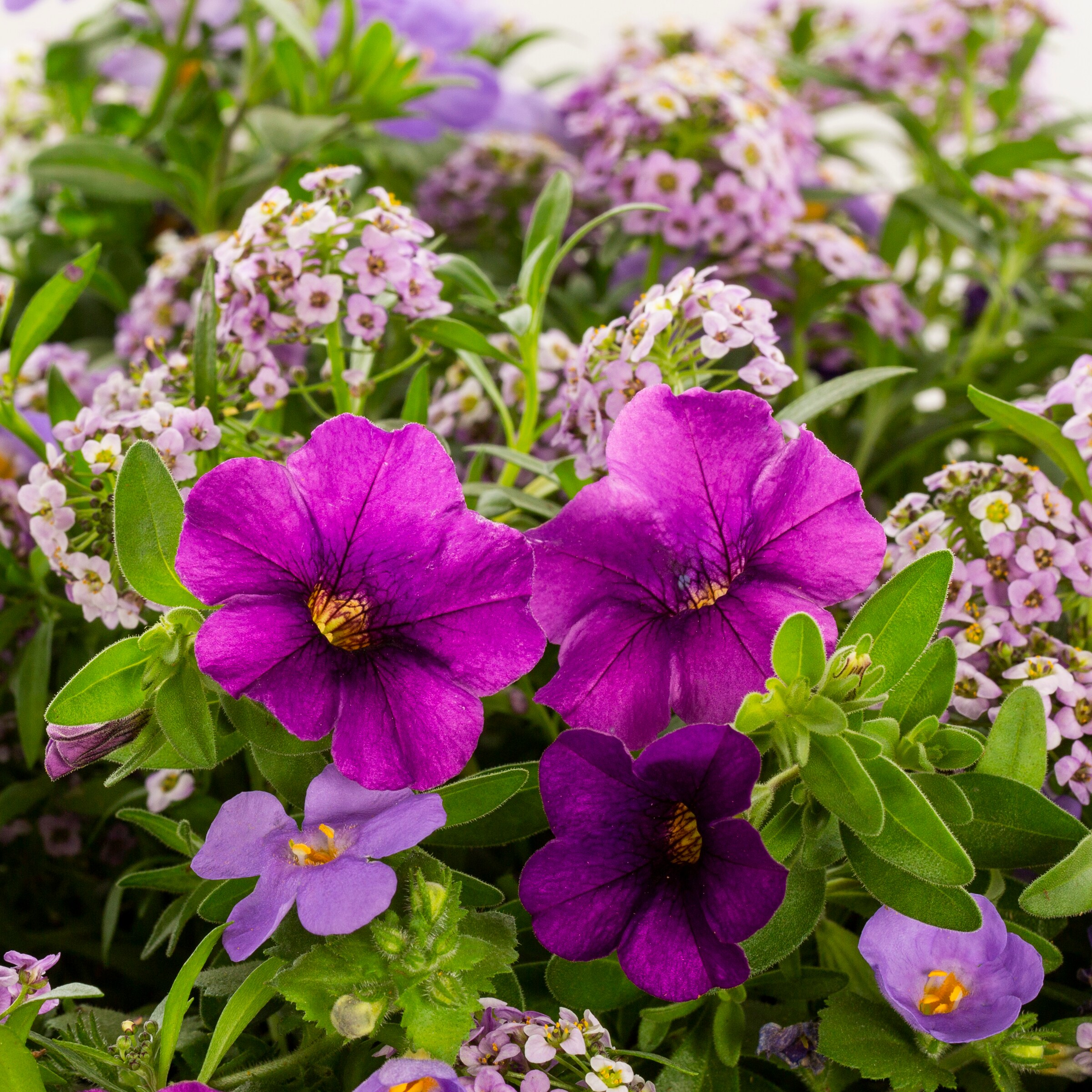 Lowe's 4921871 annuals - View #2