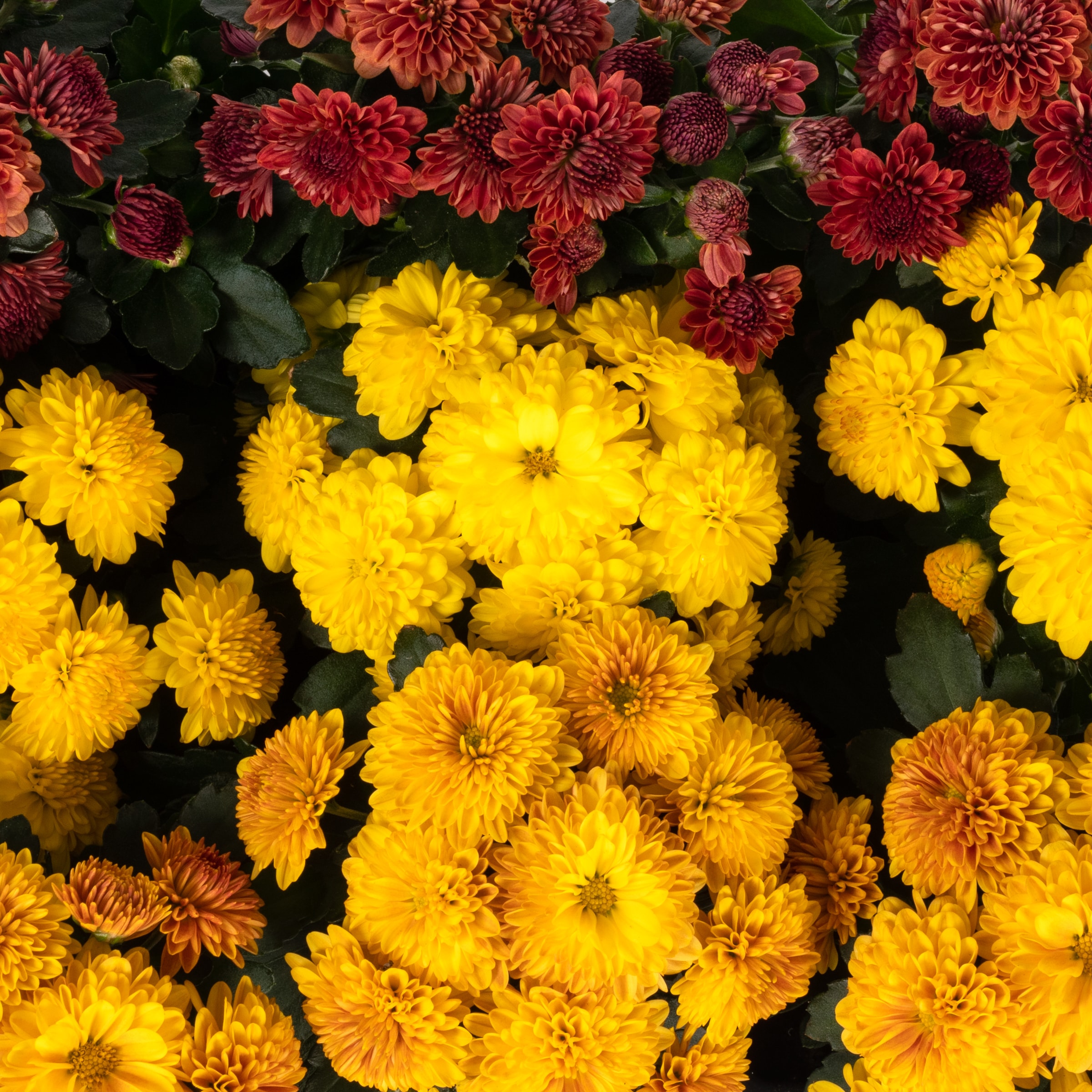 Lowe's 857963 annuals - View #2