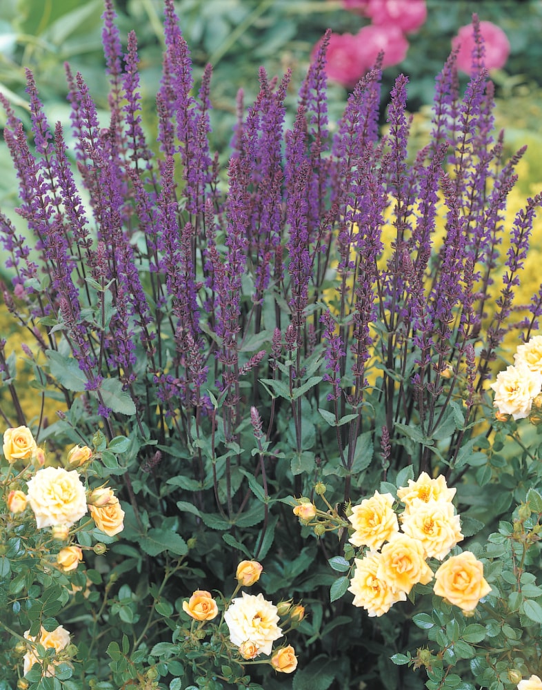 Spring Hill Nurseries 83720 perennials - View #4