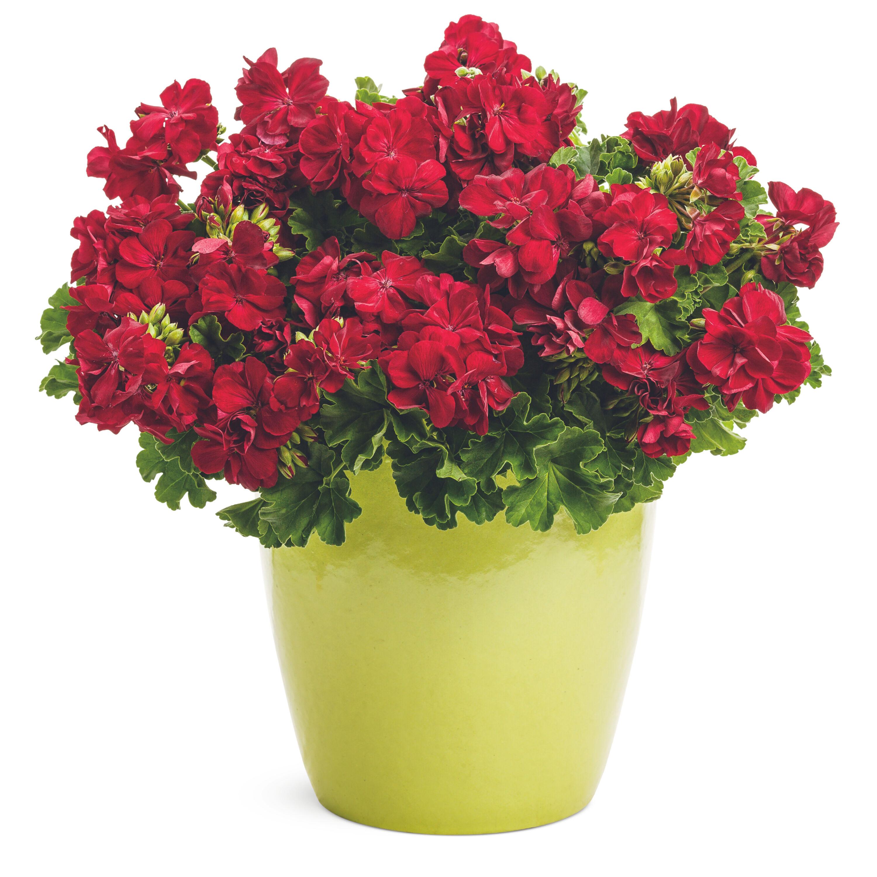 Proven Winners PELPRW1527504 annuals - View #3
