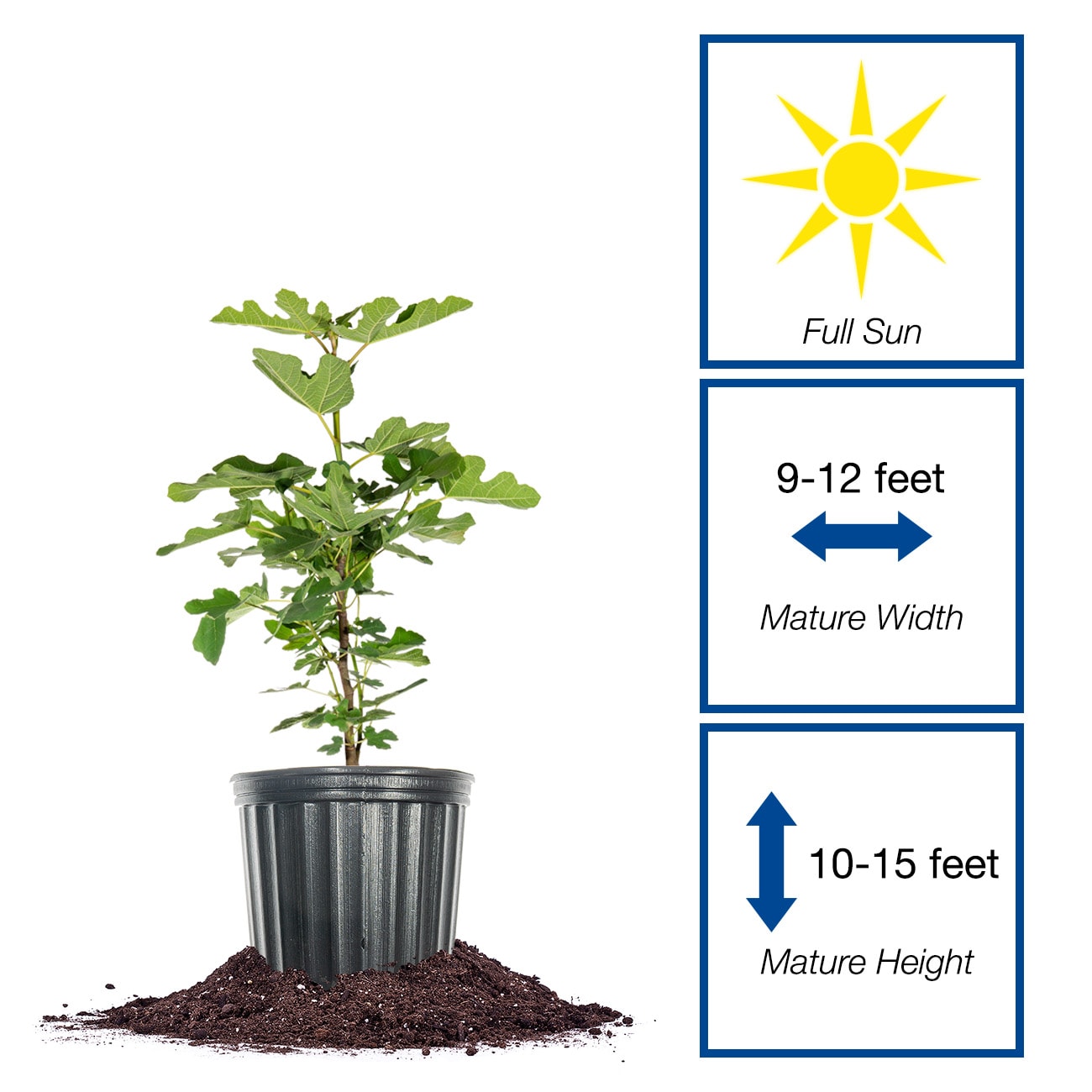 Perfect Plants LOCHICAGOHARDYFIG3G trees - View #2