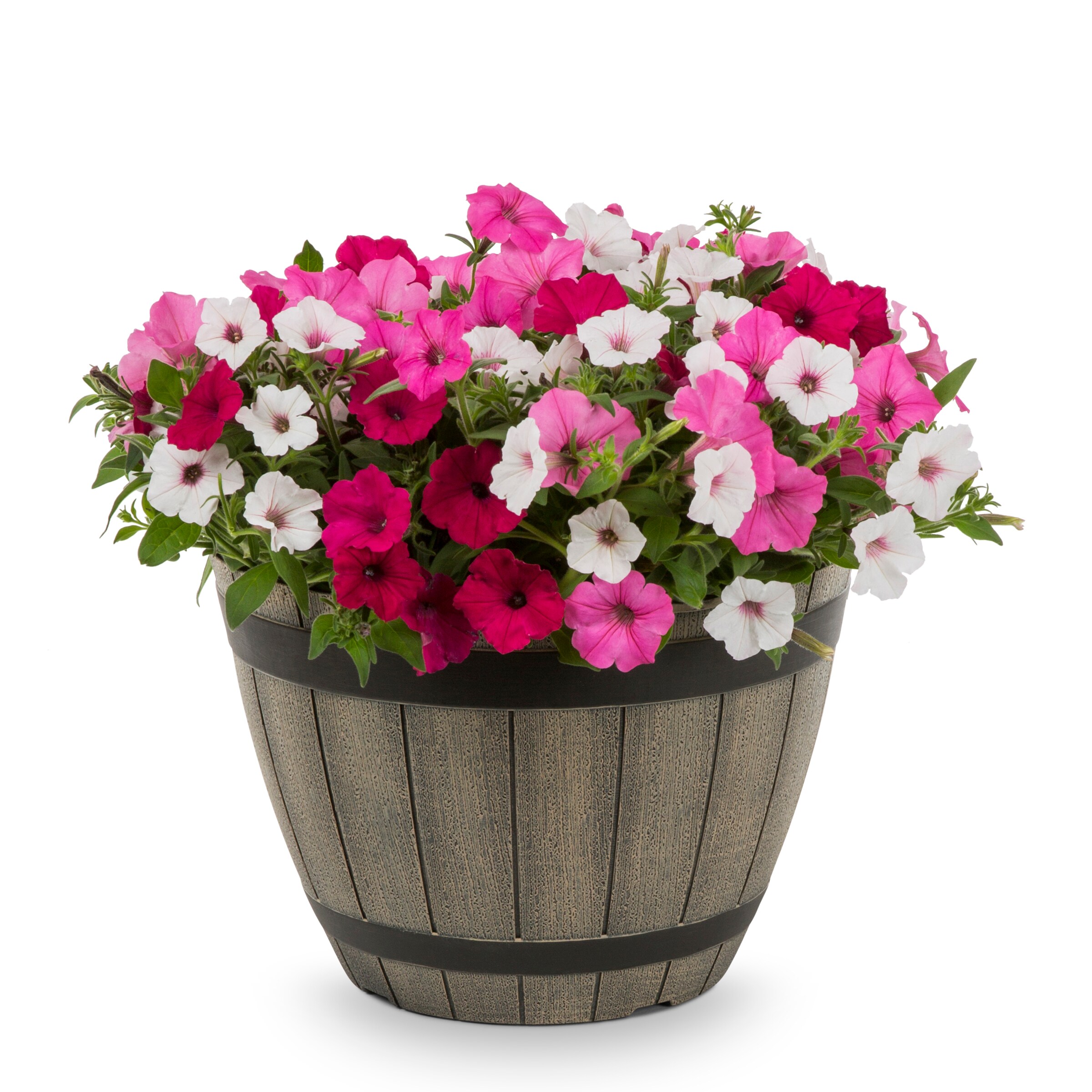 Lowe's NURSERY Multicolor Cherry Jam in 2.5 Gallon(s) Planter 5 -Pack