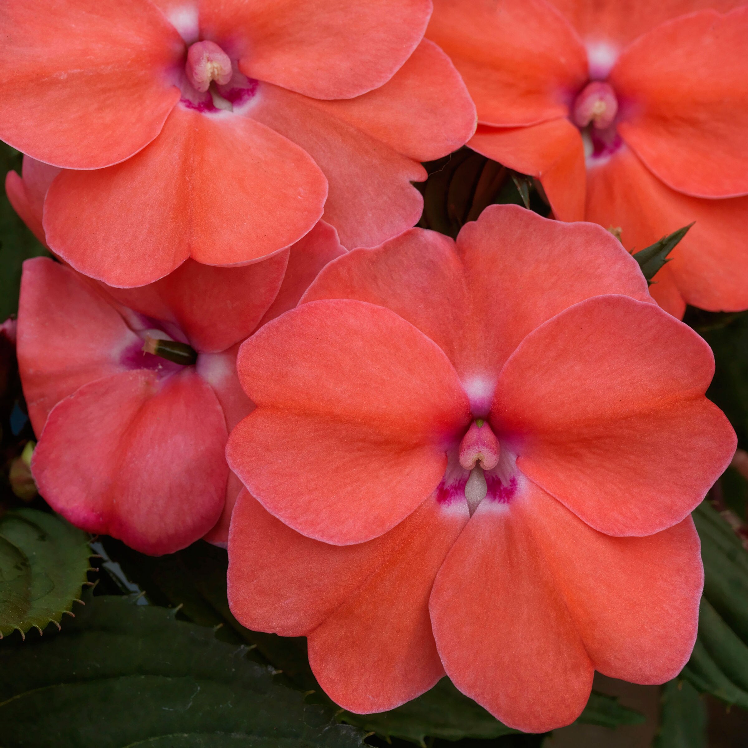 National Plant Network LW1253 annuals - View #5