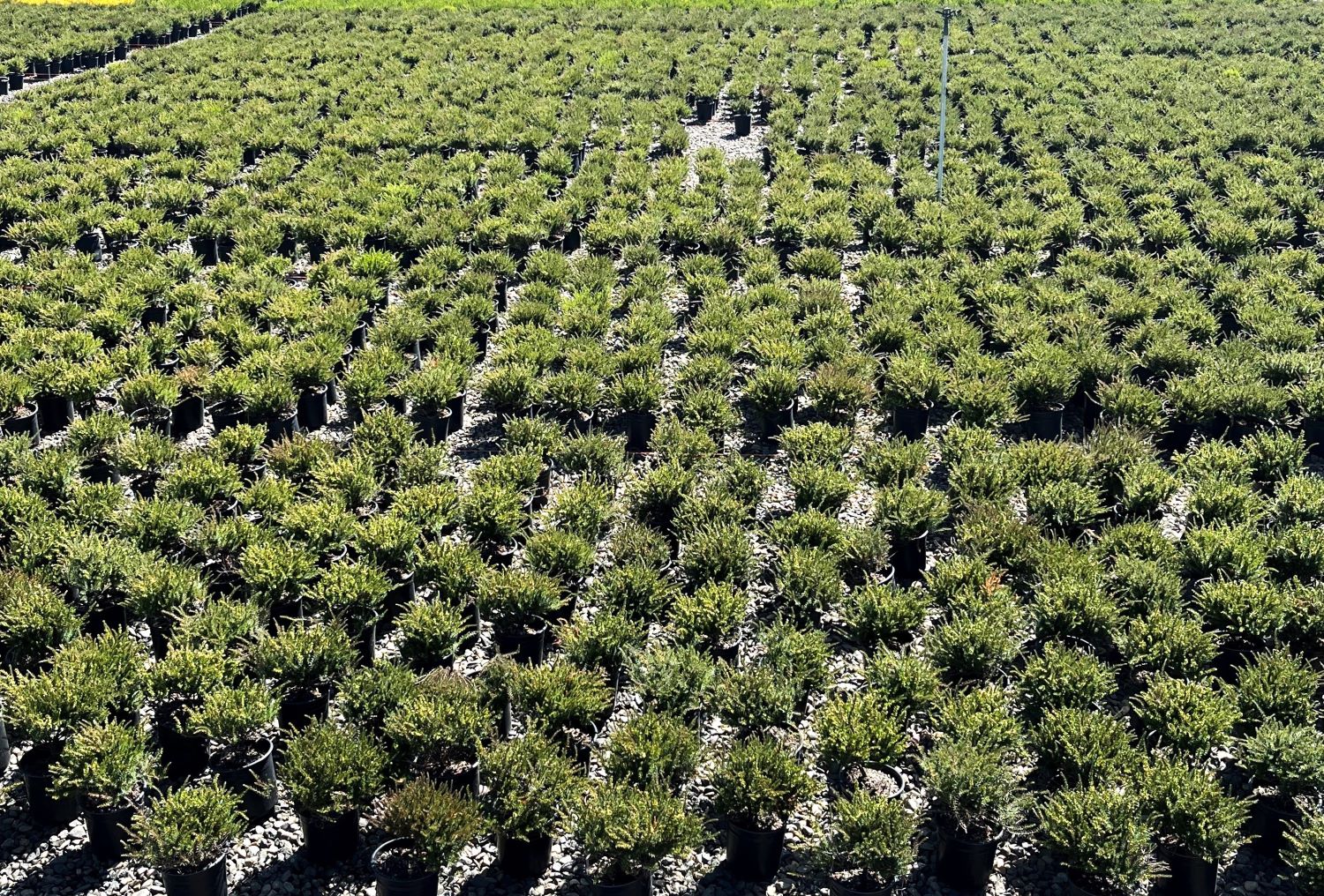  O225102 shrubs - View #3