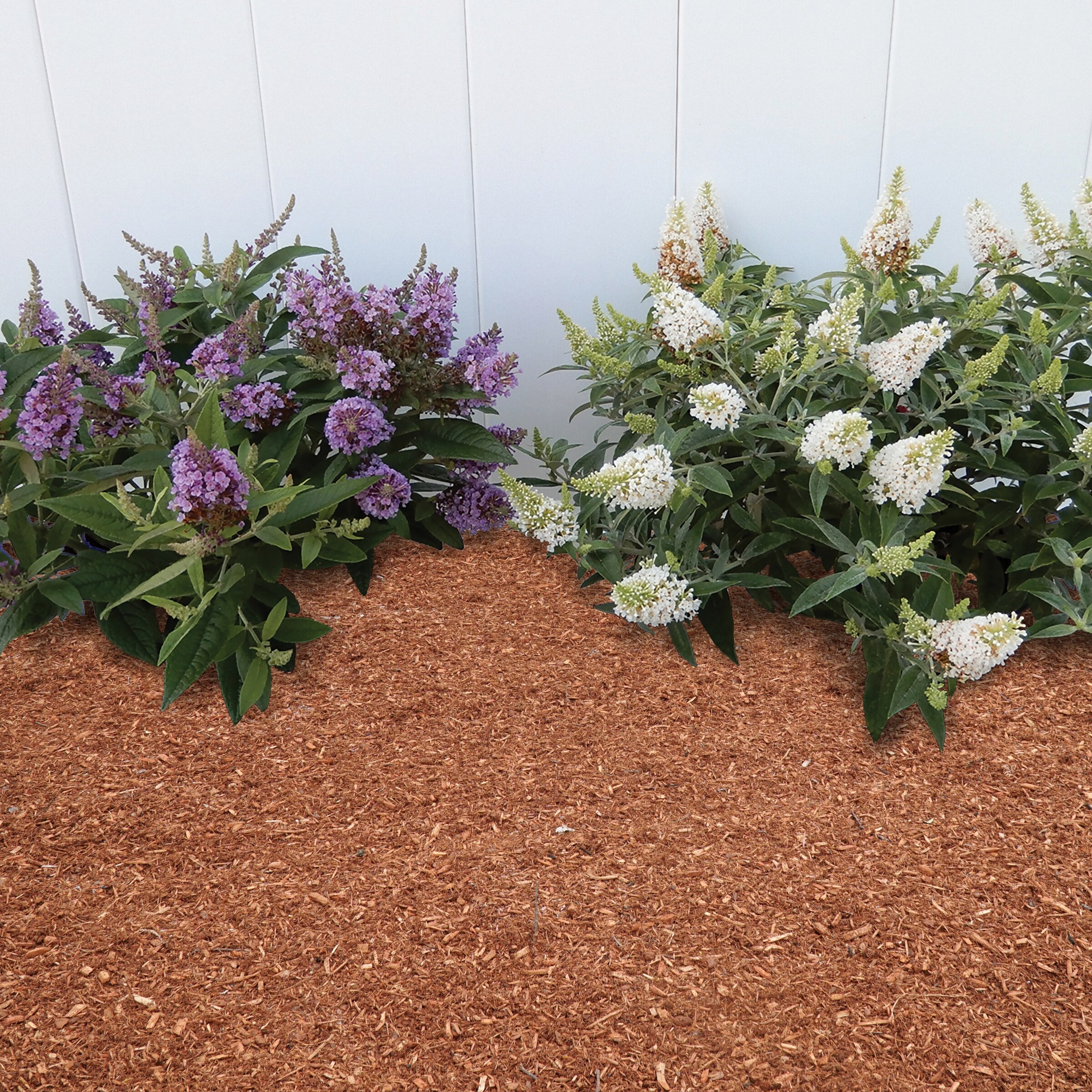 National Plant Network LW1525 shrubs - View #8