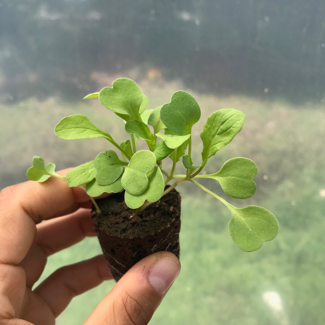 Lettuce Grow SO-SV-6-107603 Vegetable-Plants - View #10