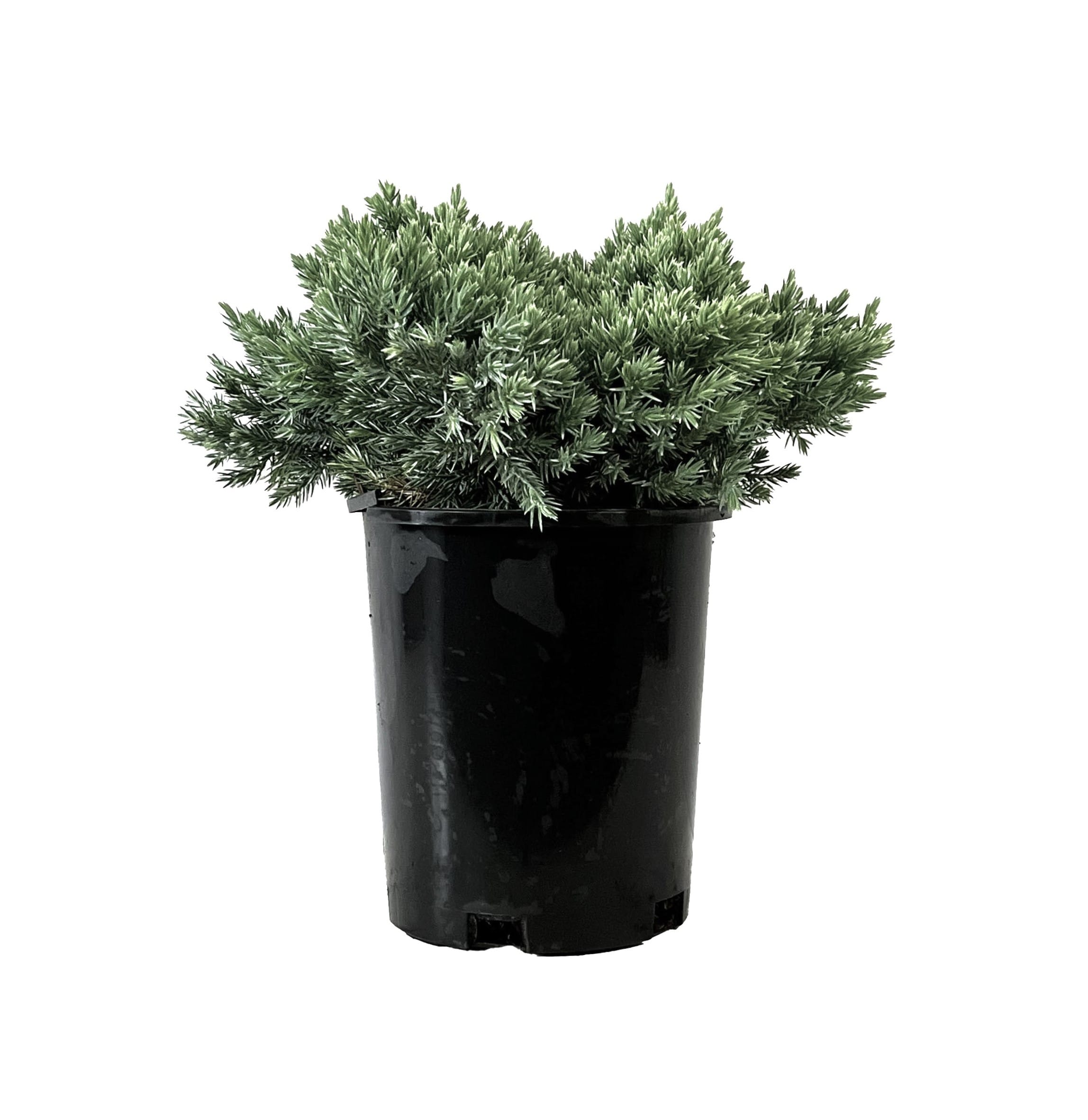  O498001 2.5 QT. Juniper Blue Star Accent Shrub in 2.5 -Quart Pot 1 -Pack