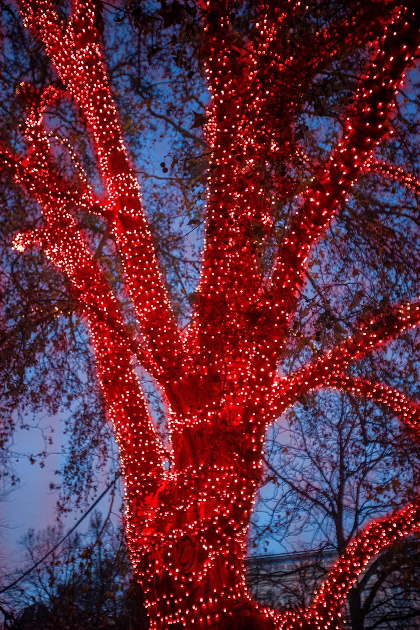 HoliScapes R-5MM-100-4PK Christmas-String-Lights - View #4