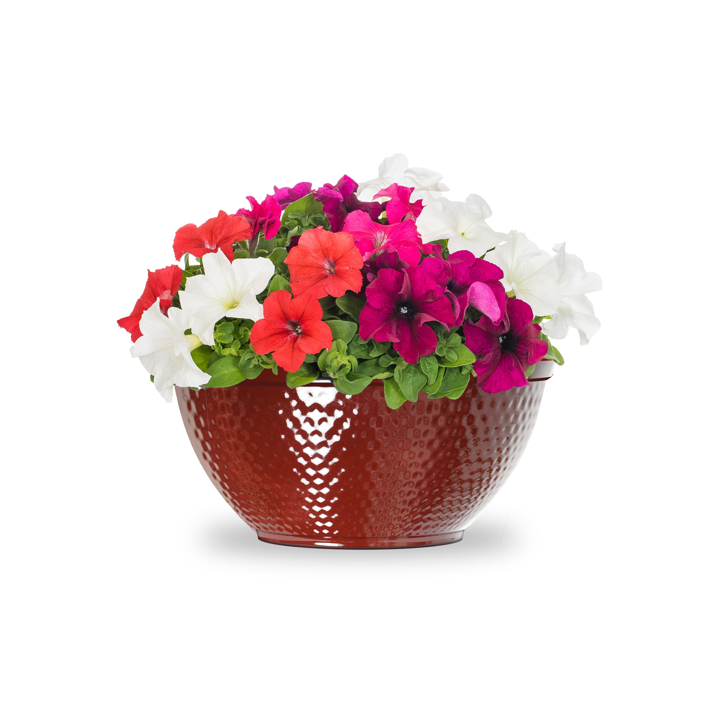 Lowe's 5744379 Multicolor Petunia in 1 Gallon(s) Planter 3 -Pack