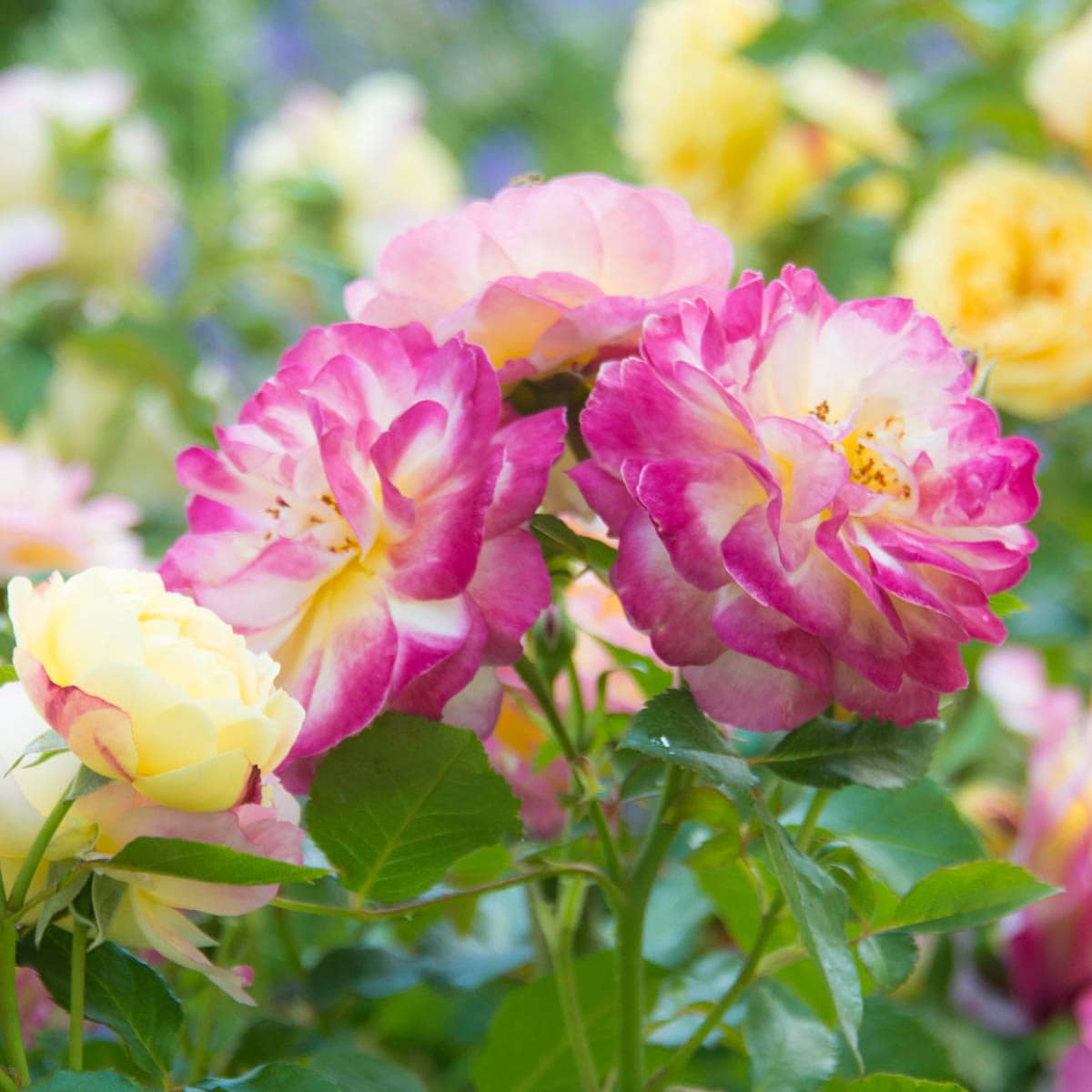 Spring Hill Nurseries 63524 roses - View #3
