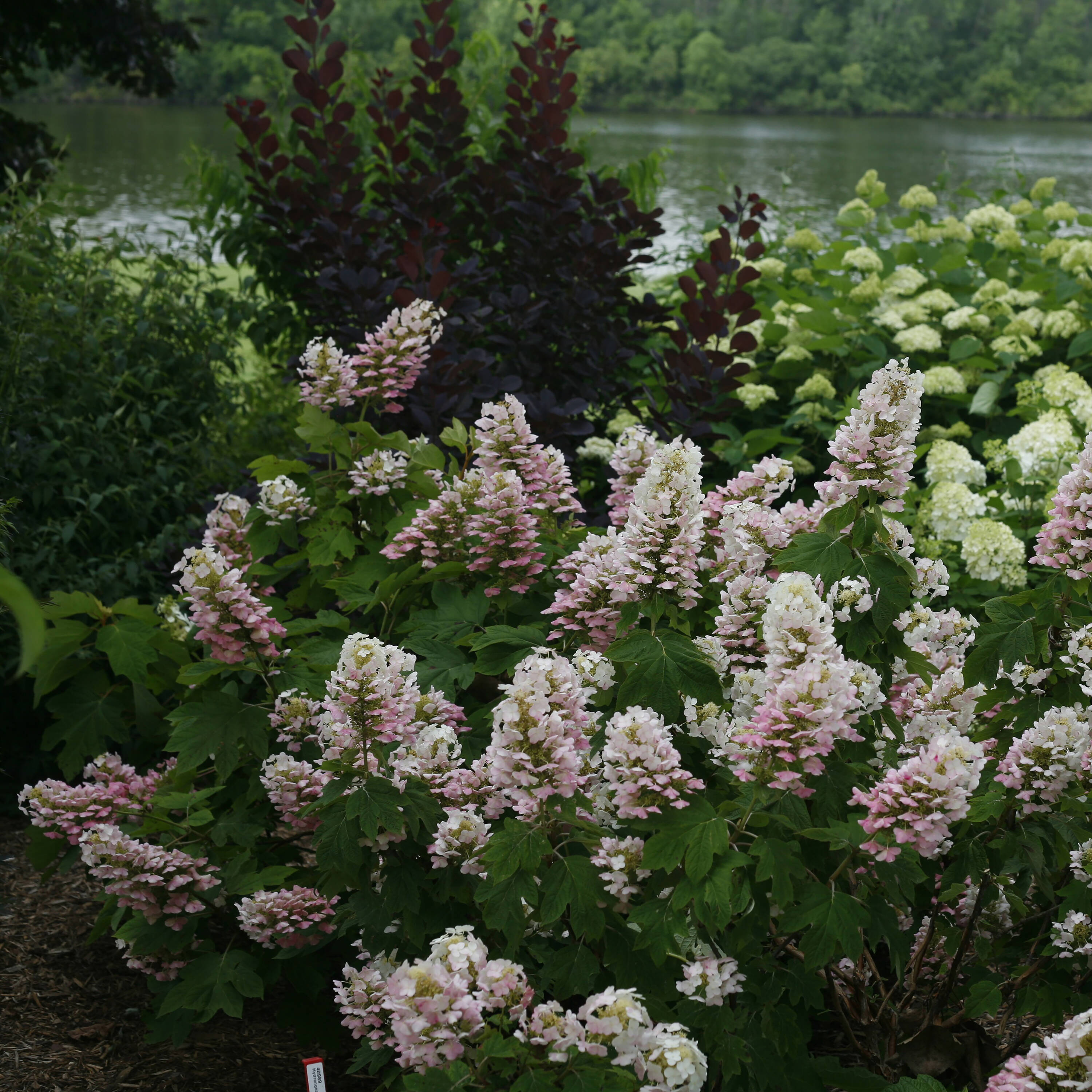 Proven Winners HYDPRC3637800 Gatsby Pink Oakleaf Hydrangea (Quercifolia) Flowering Shrub in 1 -Quart Pot 1.0 -Pack with Pink Blooms