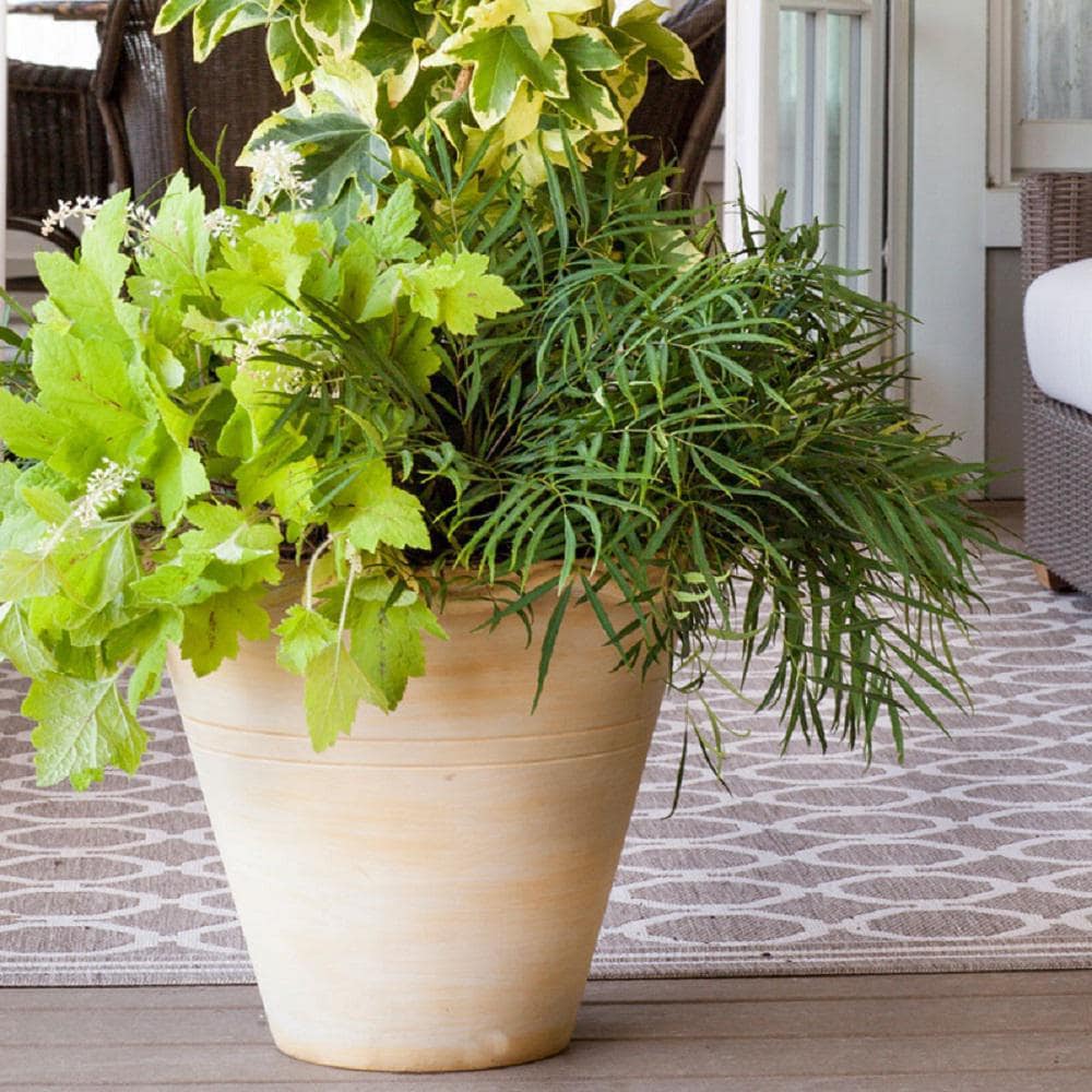 Southern Living Plant Collection 4126Q-1 shrubs - View #6