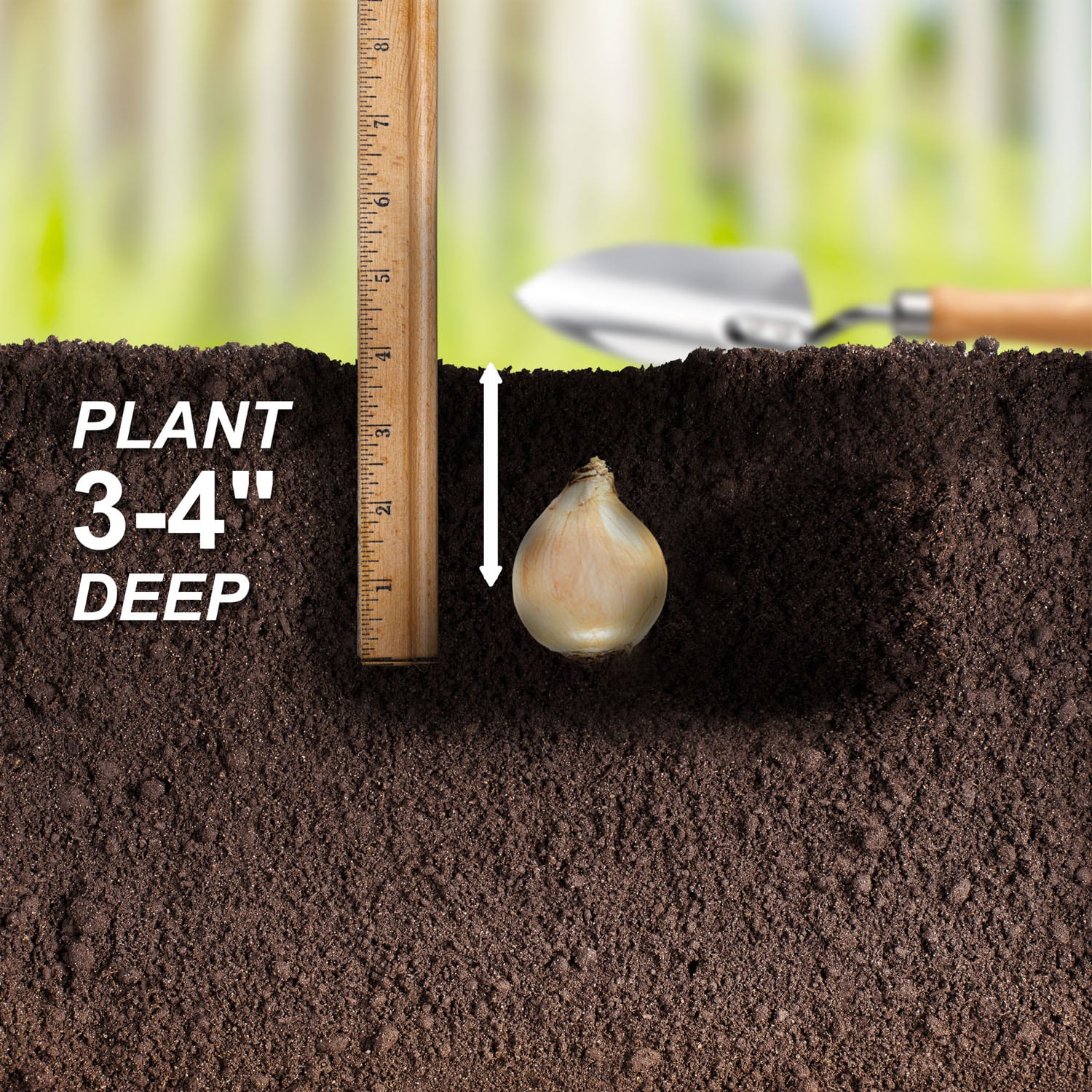 Garden State Bulb ECF-123-50-01 Plant-Bulbs - View #5
