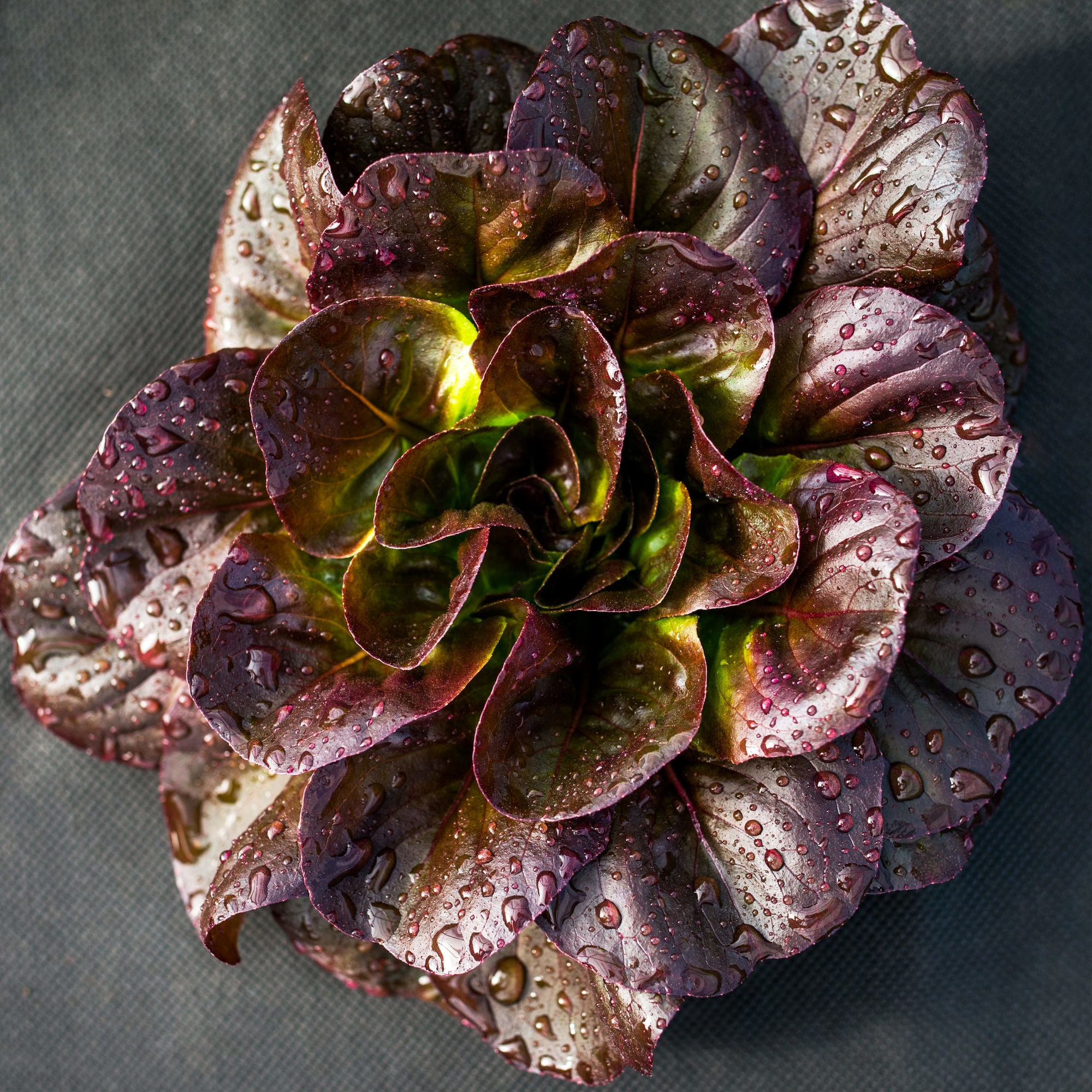 Bonnie Plants 202919 Vegetable-Plants - View #2