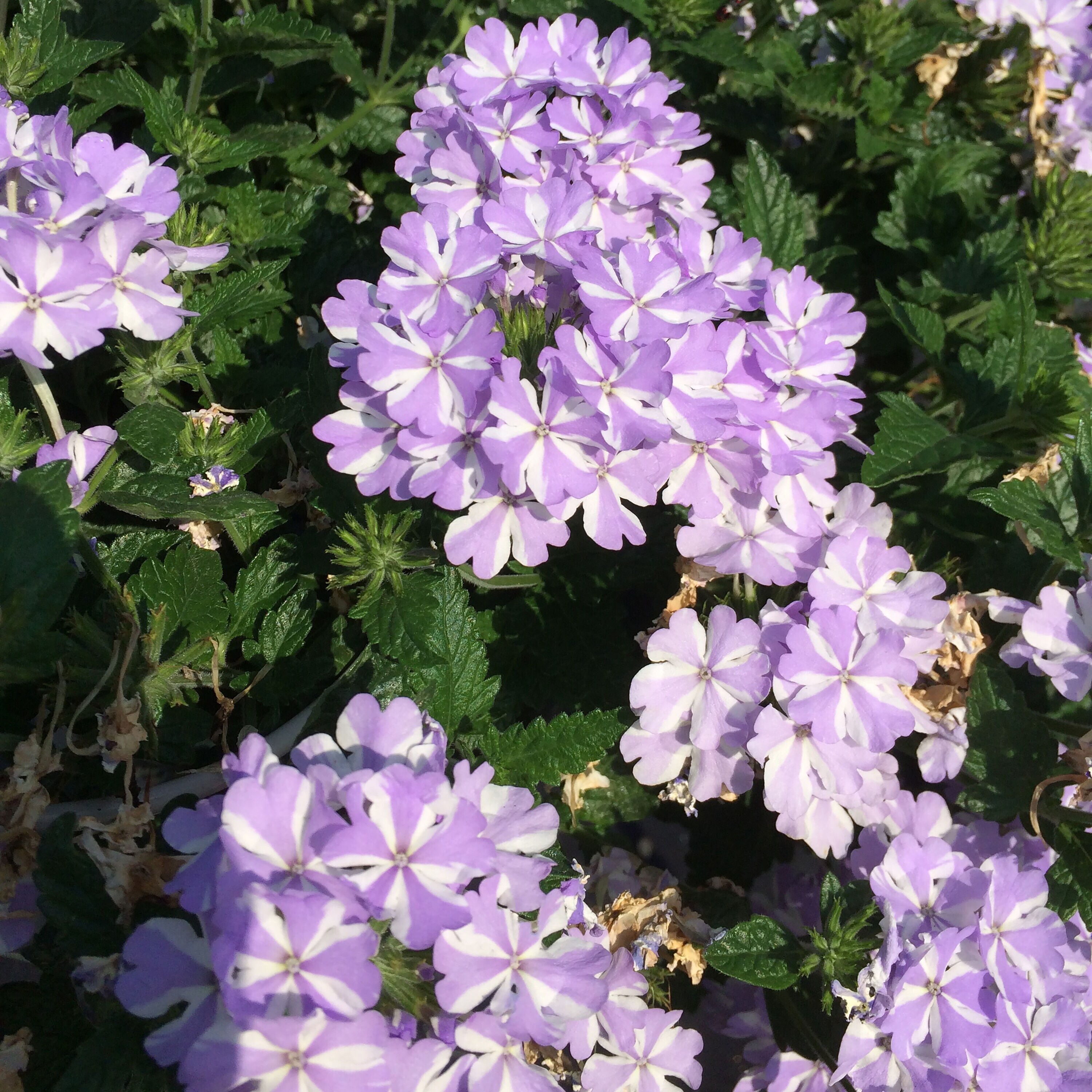 Superbena Stormburst (Verbena) Plants, Bulbs & Seeds at Lowes.com