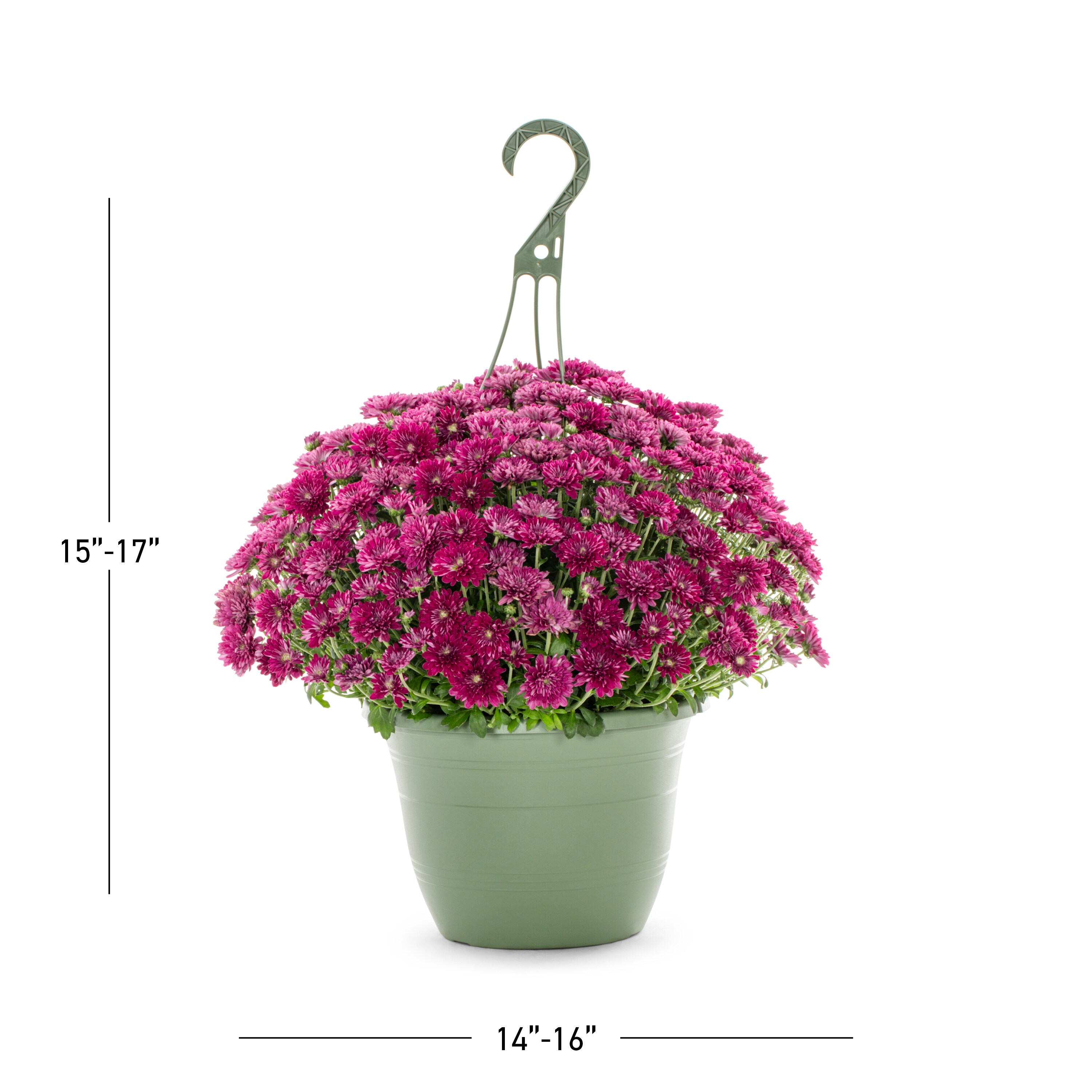 Lowe's NURSERY annuals - View #3
