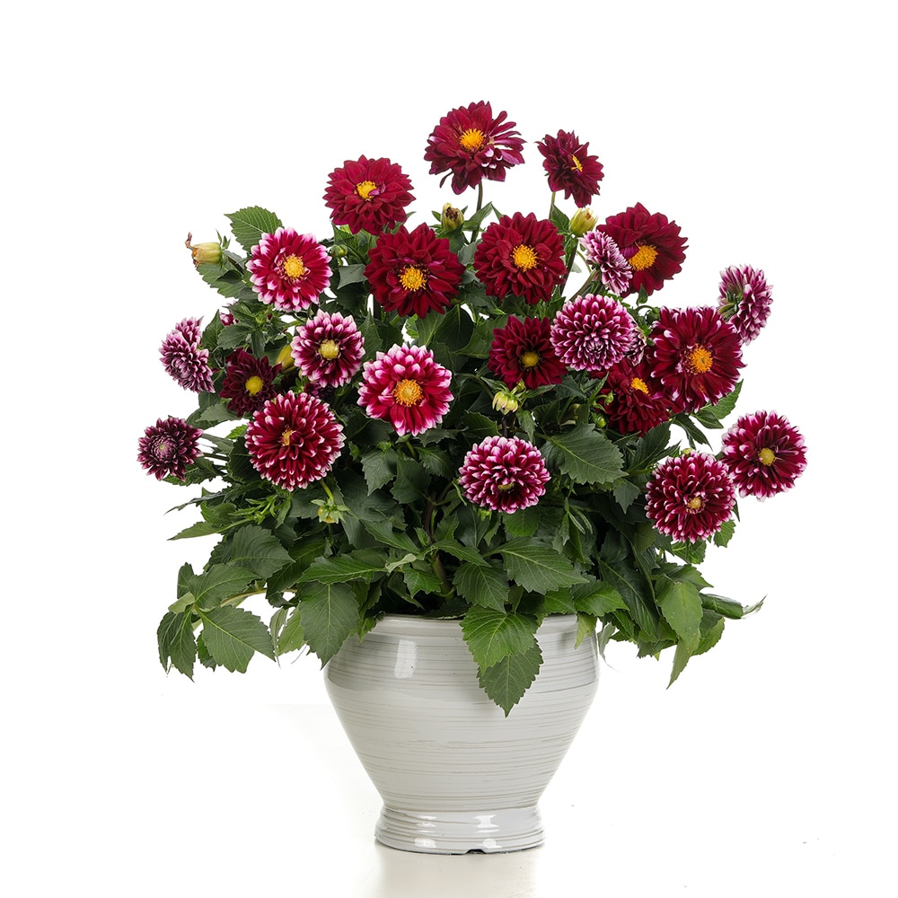 Proven Winners DAHPRS2167100 annuals - View #3