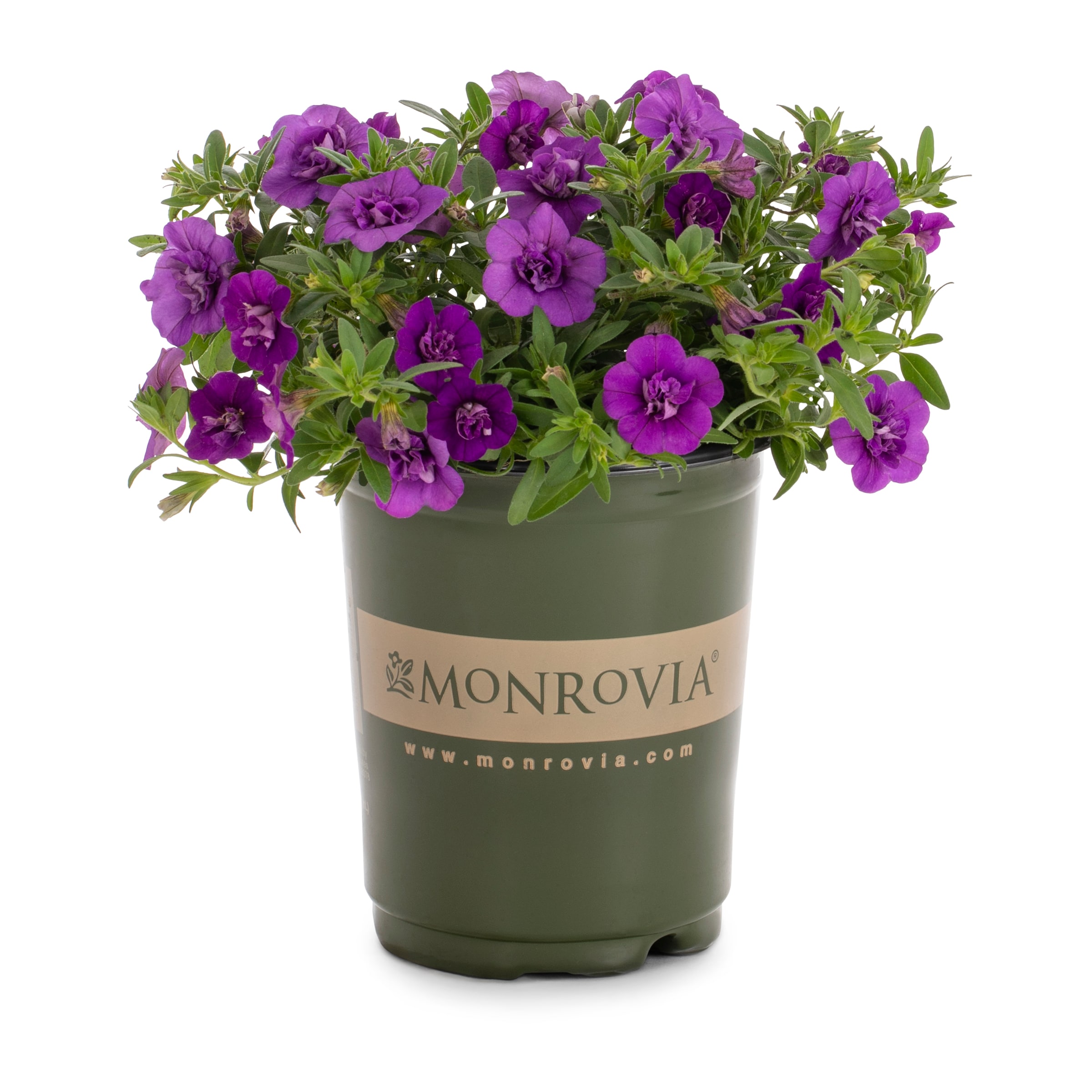 Lowe's NURSERY annuals - View #5