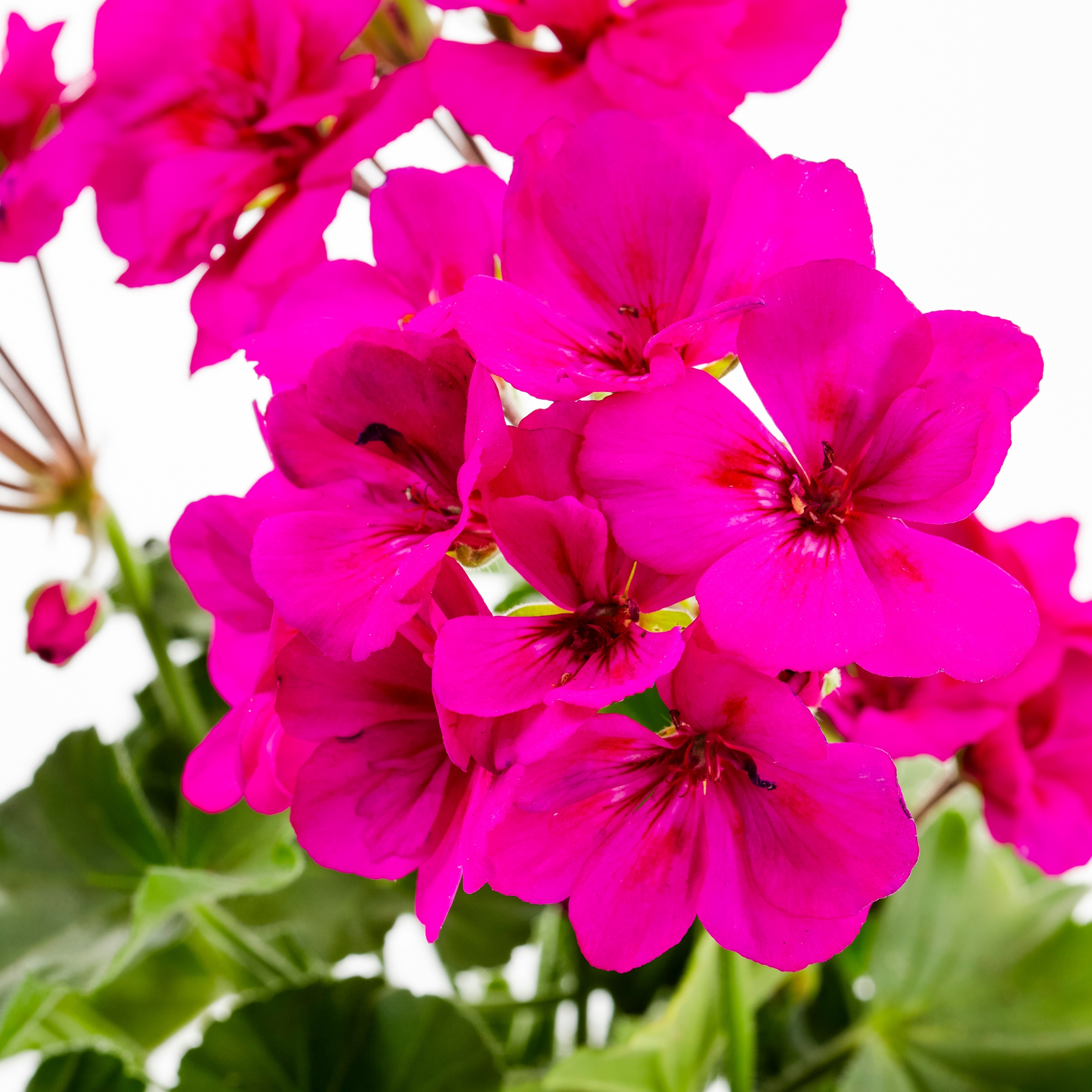 Lowe's NURSERY annuals - View #3