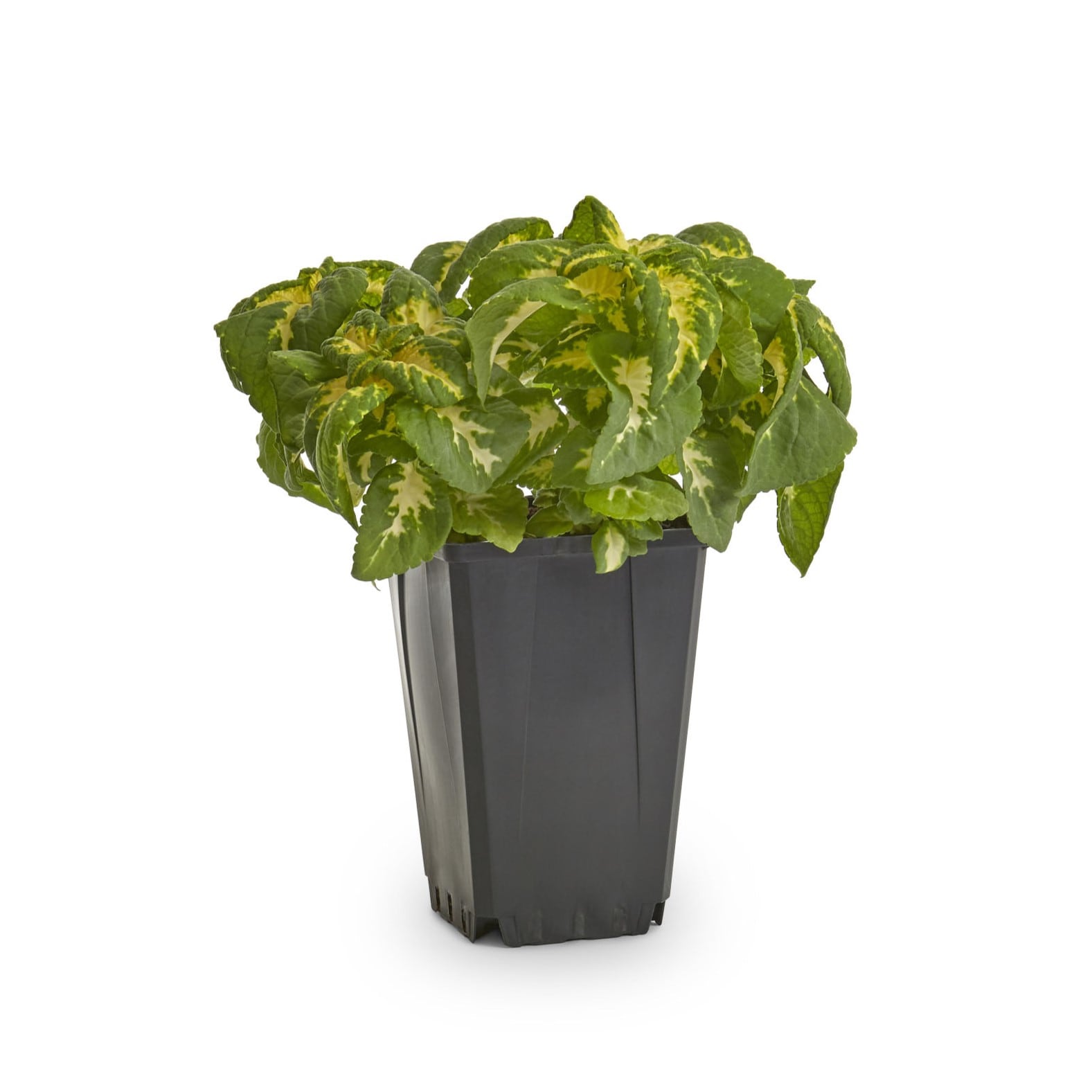 Lowe's NURSERY annuals - View #7