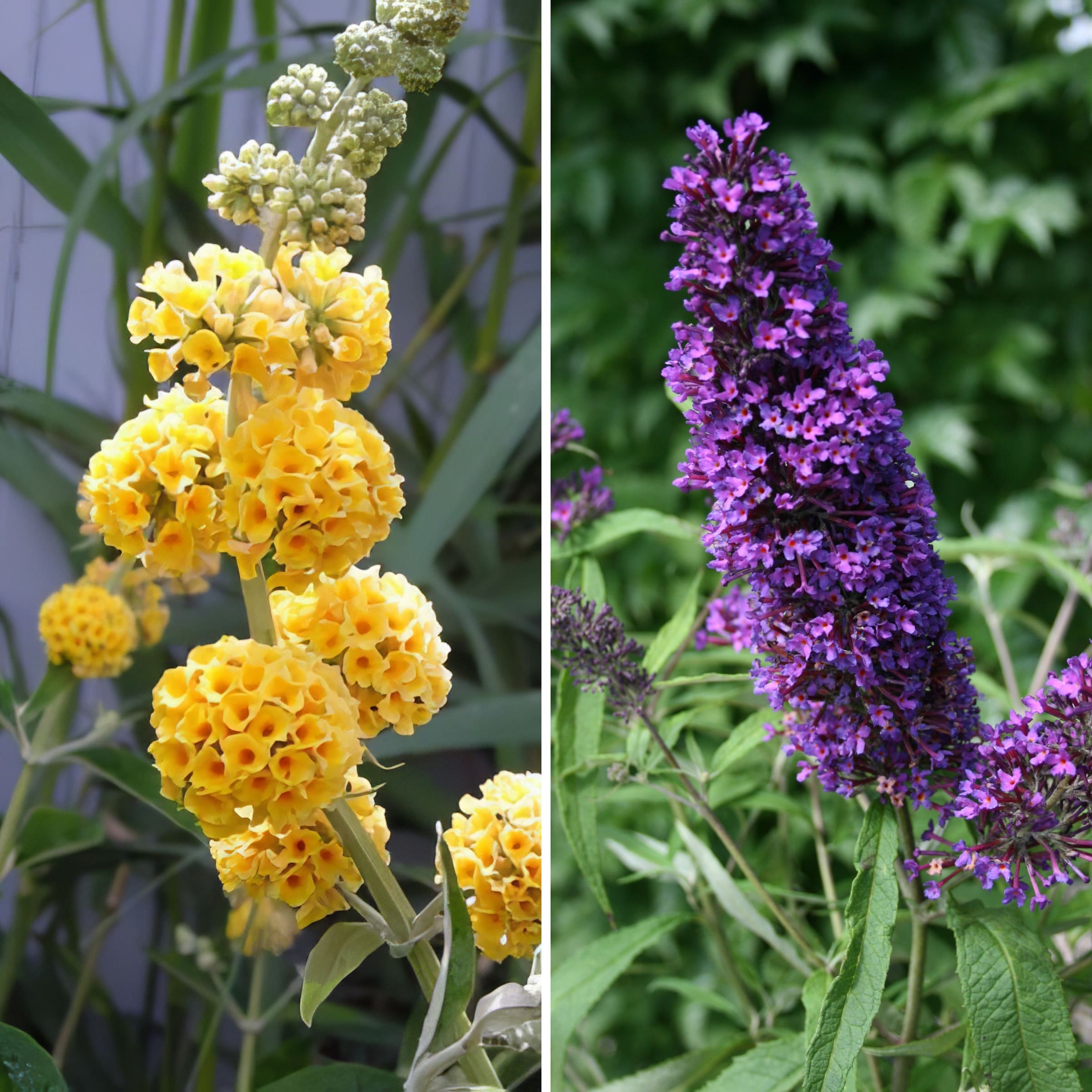 National Plant Network Multicolor Butterfly Bush Flowering Shrub in 48 ...