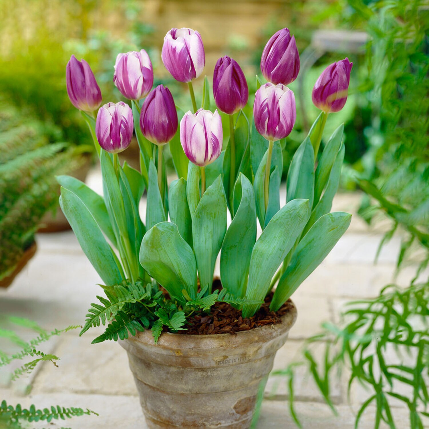 Garden State Bulb ECF-132-100-04 Plant-Bulbs - View #6