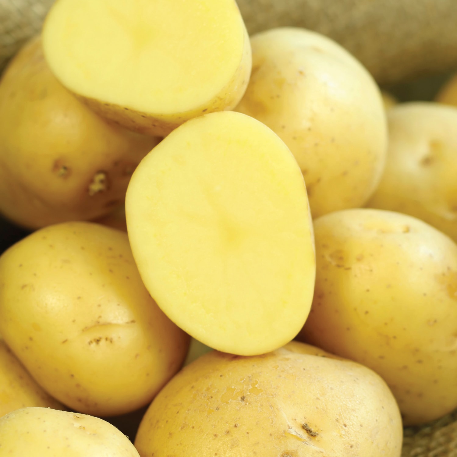 Van Zyverden 84866 Potatoes Gold Rush Russet Plant in Bulb