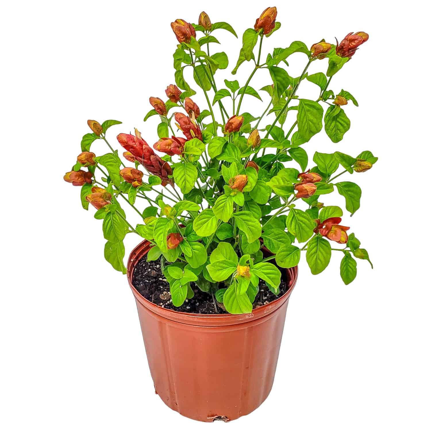 Tropical Plants of Florida - Shrimp Plant in 3 Gallon Nursery Pot 1 Pack