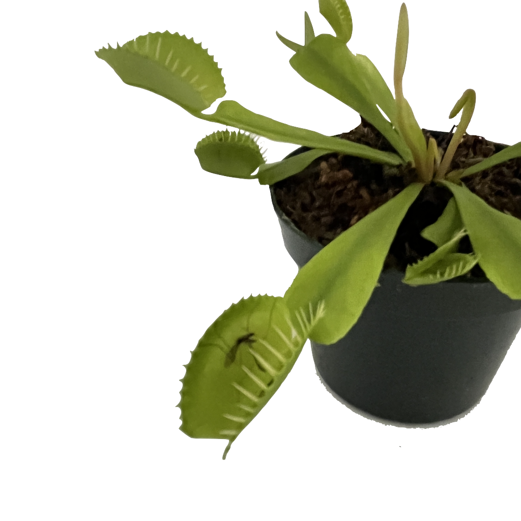 Gubler Carnivorous Plant House plant in 1 Ounce(s) Pot 1 -Pack