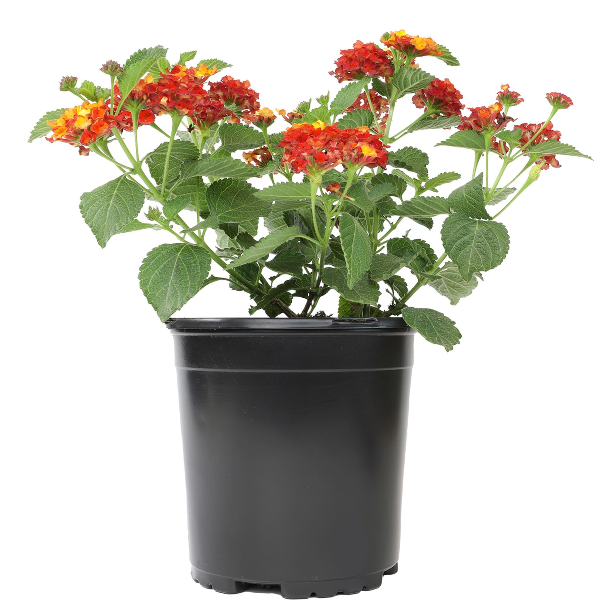 Altman Plants 0881266 annuals - View #9
