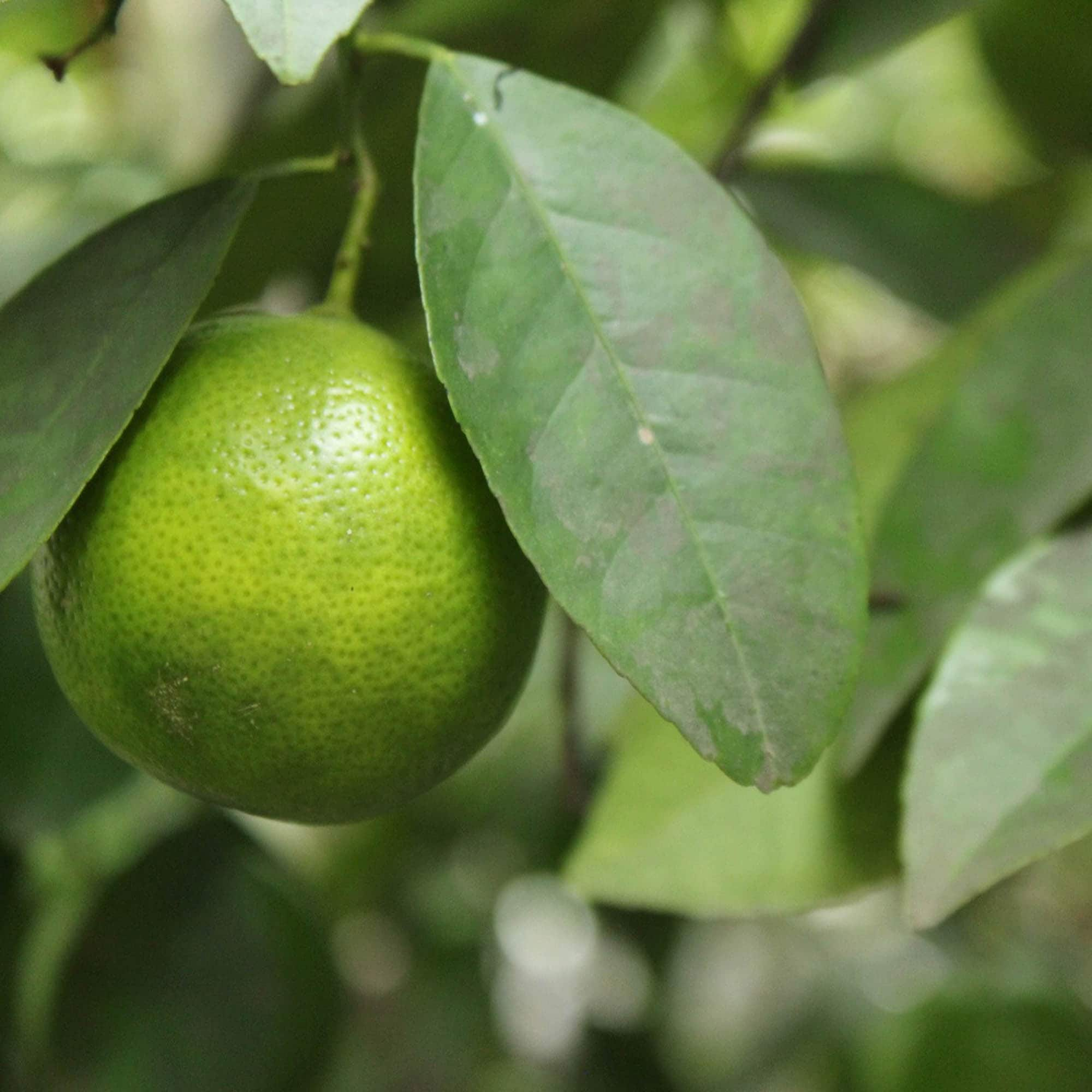 Mexican Key Lime Fruit Plants at Lowes.com