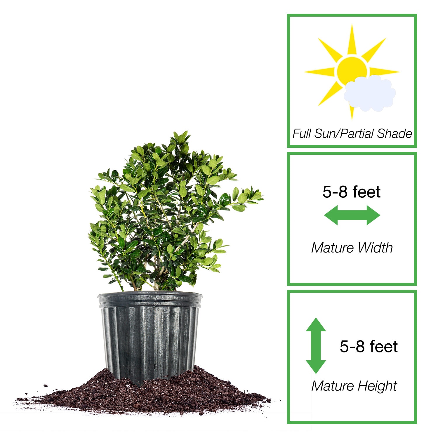Perfect Plants LODWARFBURFORD1G shrubs - View #2