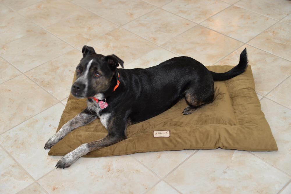 Armarkat M01CHL-M Pet-Beds - View #8