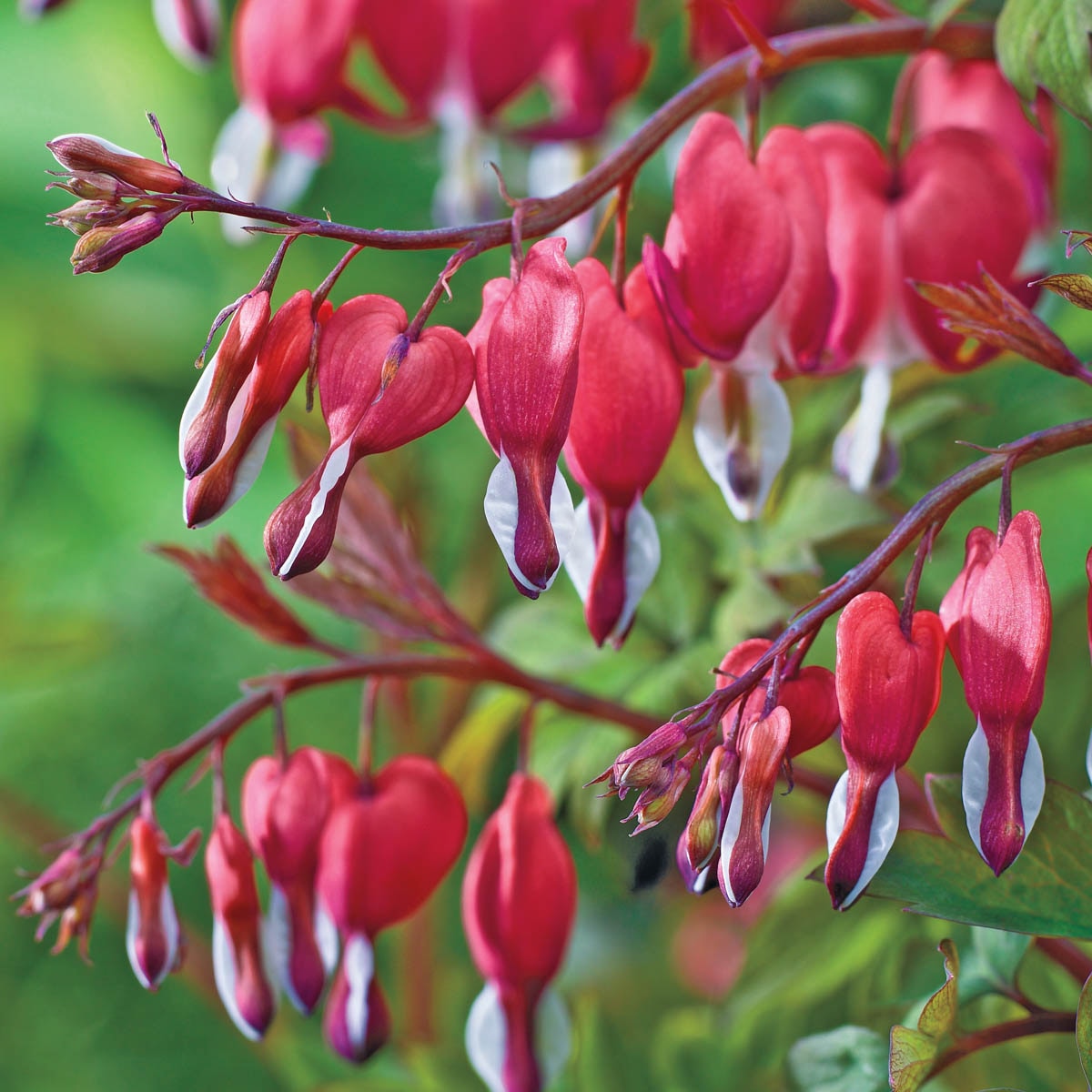 Breck's 81729 Red Valentine Bleeding Heart Plant in 1 -Pack Bareroot