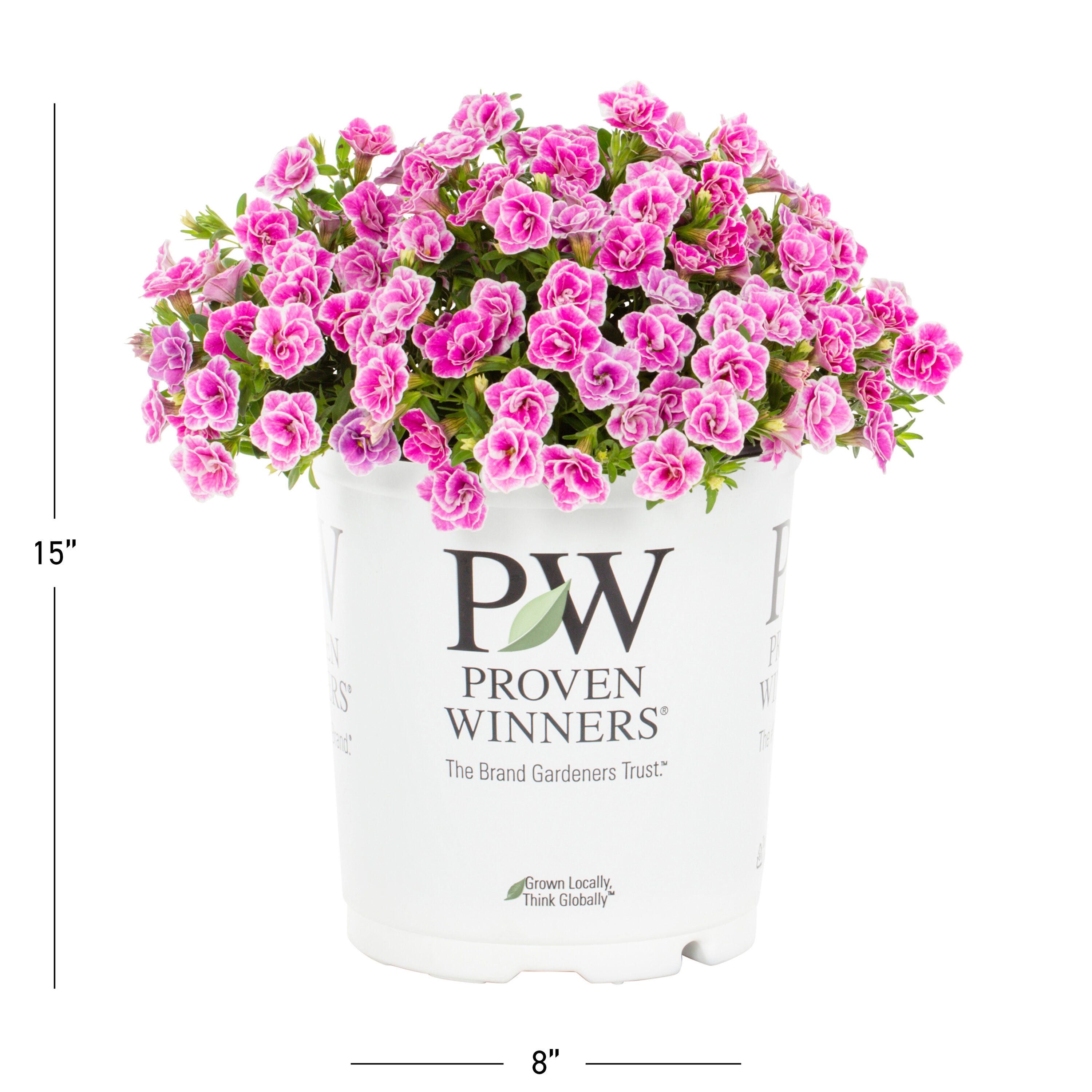 Proven Winners 4524 annuals - View #3