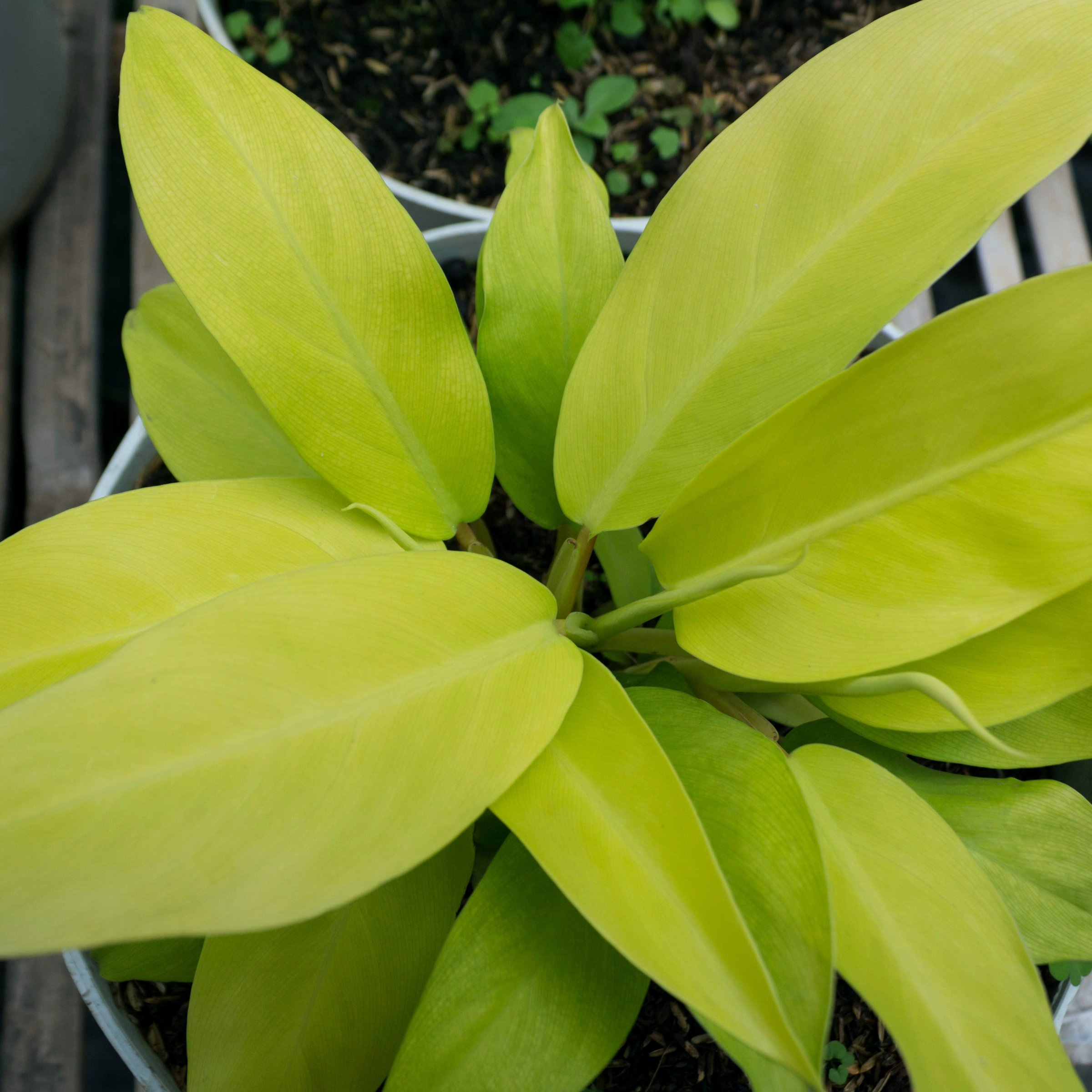 National Plant Network LW1826 Ceylon Beauty House plant in 6 Inch(es) Planter 1 -Pack