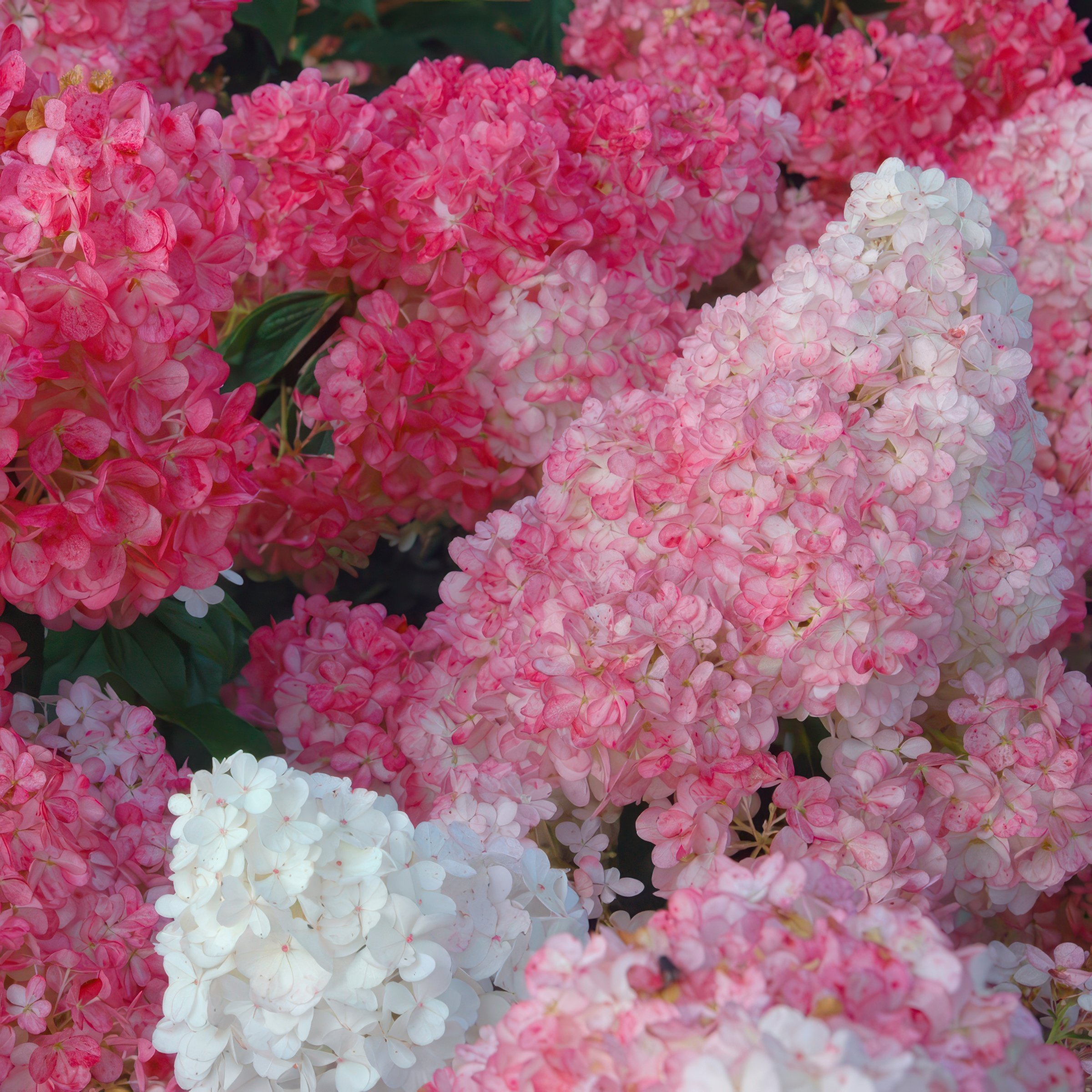 National Plant Network 1 Count Flowering Hydrangea Vanilla Strawberry ...