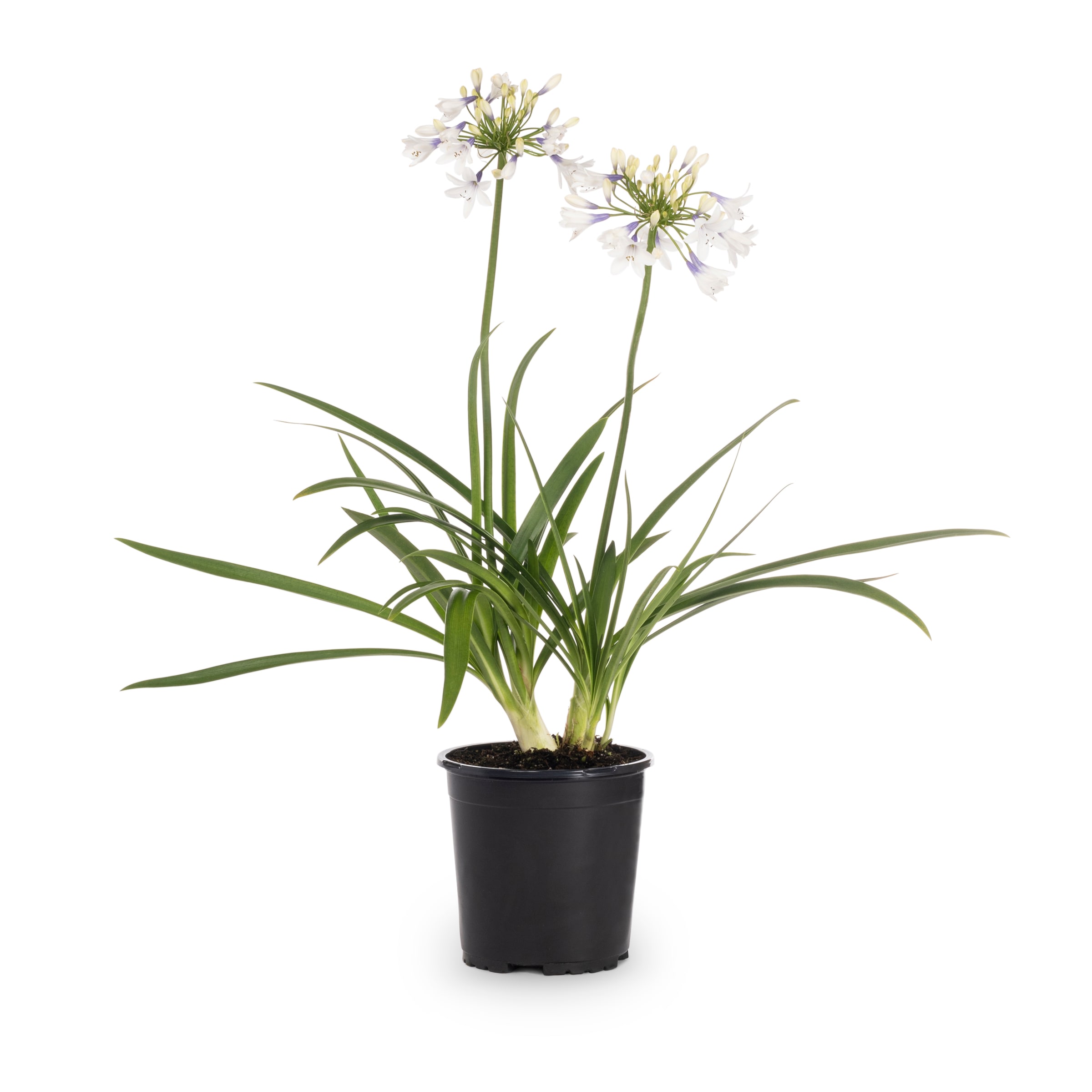 Lowe's 001085.010.1 Blue Lily of the Nile Plant in 2.5 -Quart Pot 1 -Pack