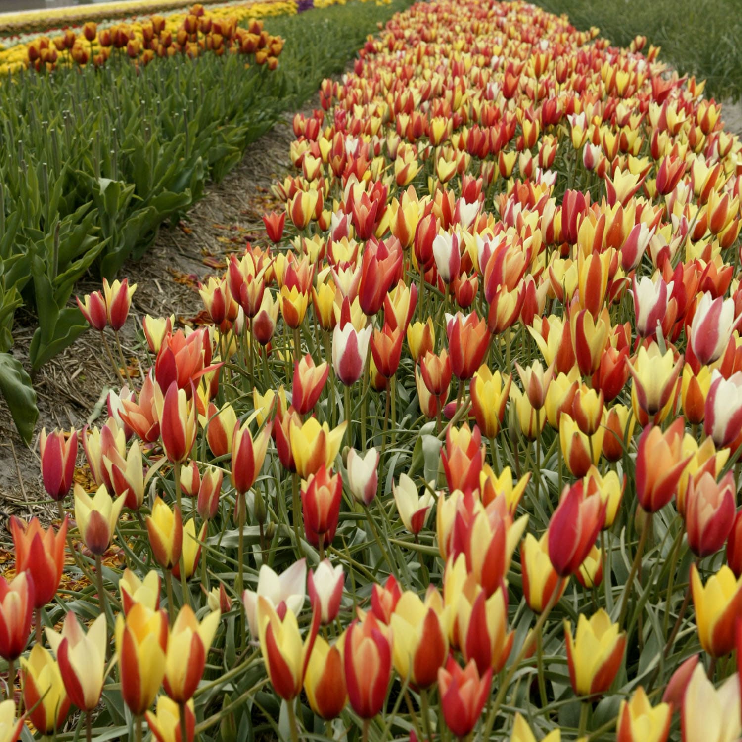 Garden State Bulb ECF-83-100-04 Plant-Bulbs - View #6