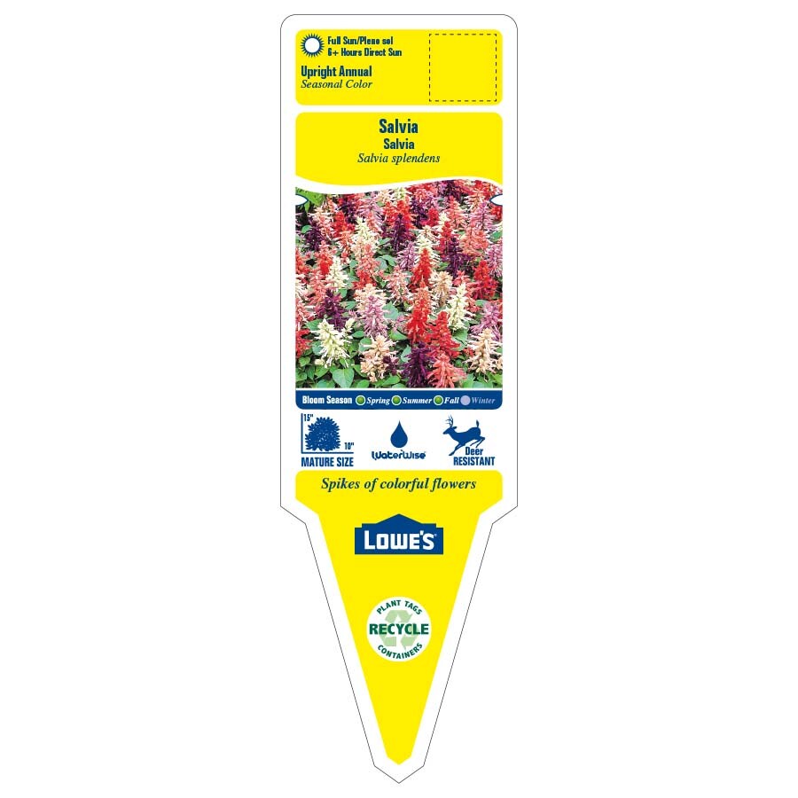 Lowe's NURSERY annuals - View #2
